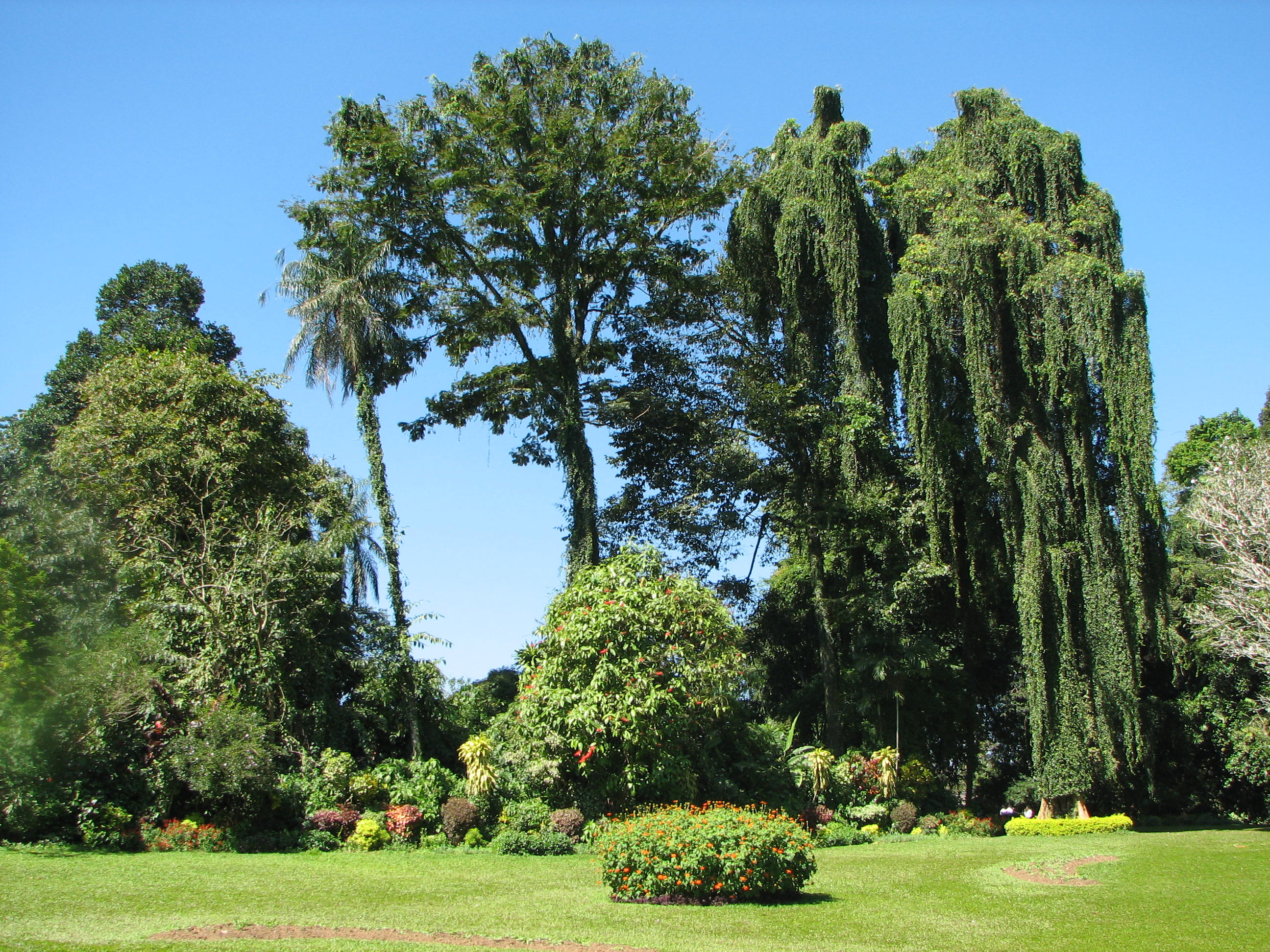 File:Botanical Garden of Peradeniya 04.jpg - Wikimedia Commons