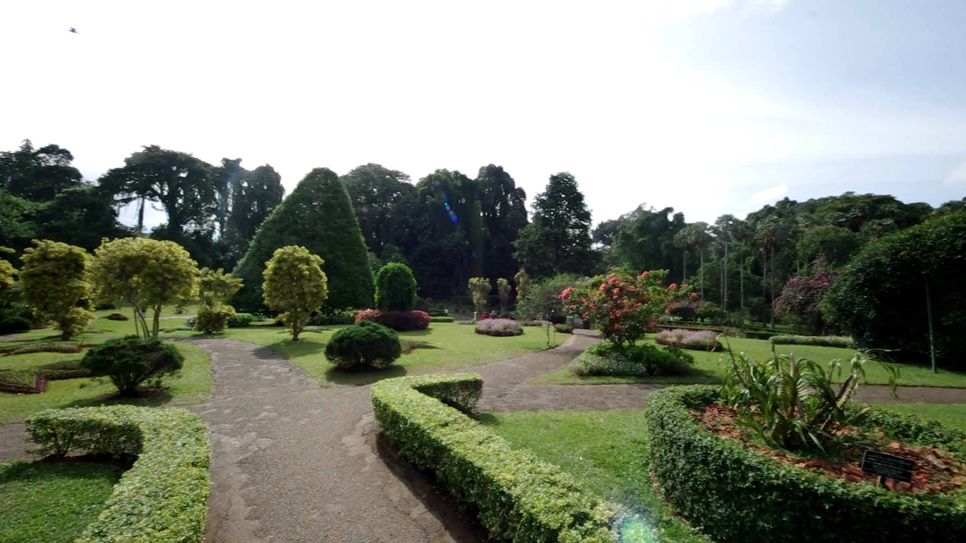 Im botanischen Garten Peradeniya (Sri Lanka) // Botanic Garden ...