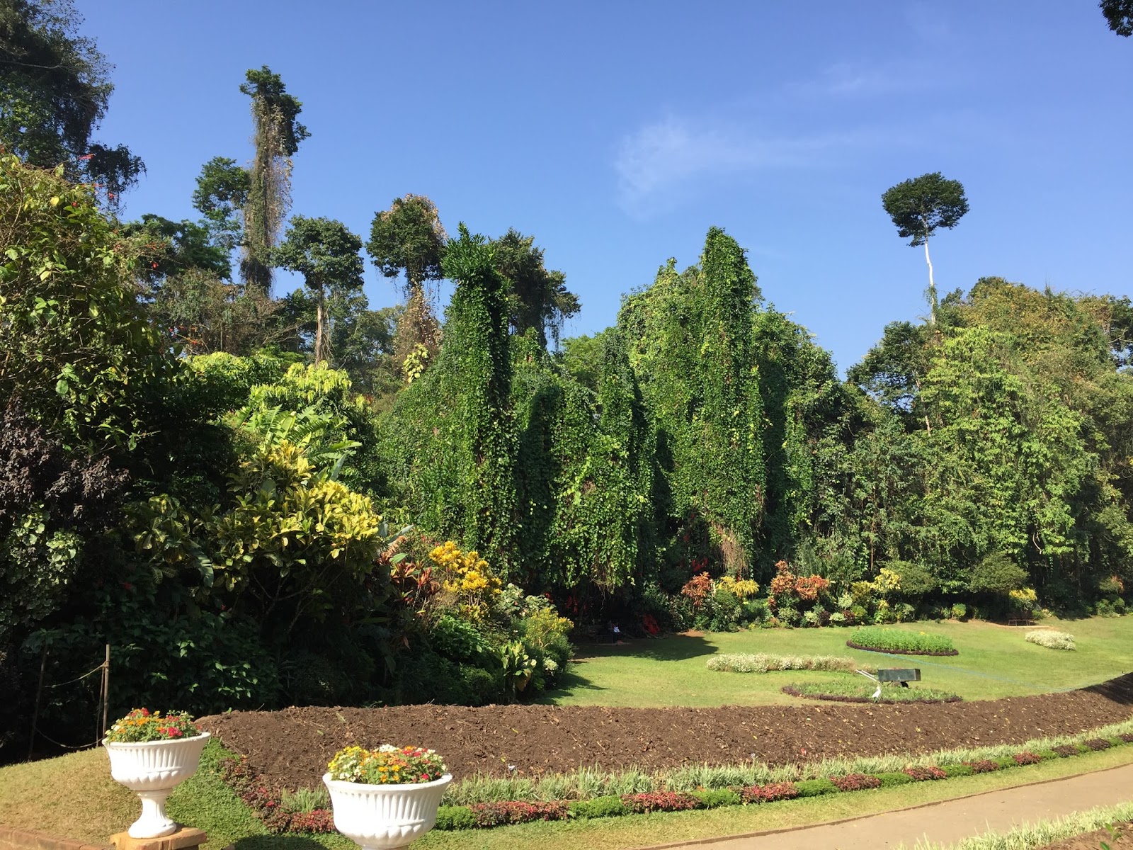 T's Daily Treasures: Peradeniya Royal Botanical Gardens