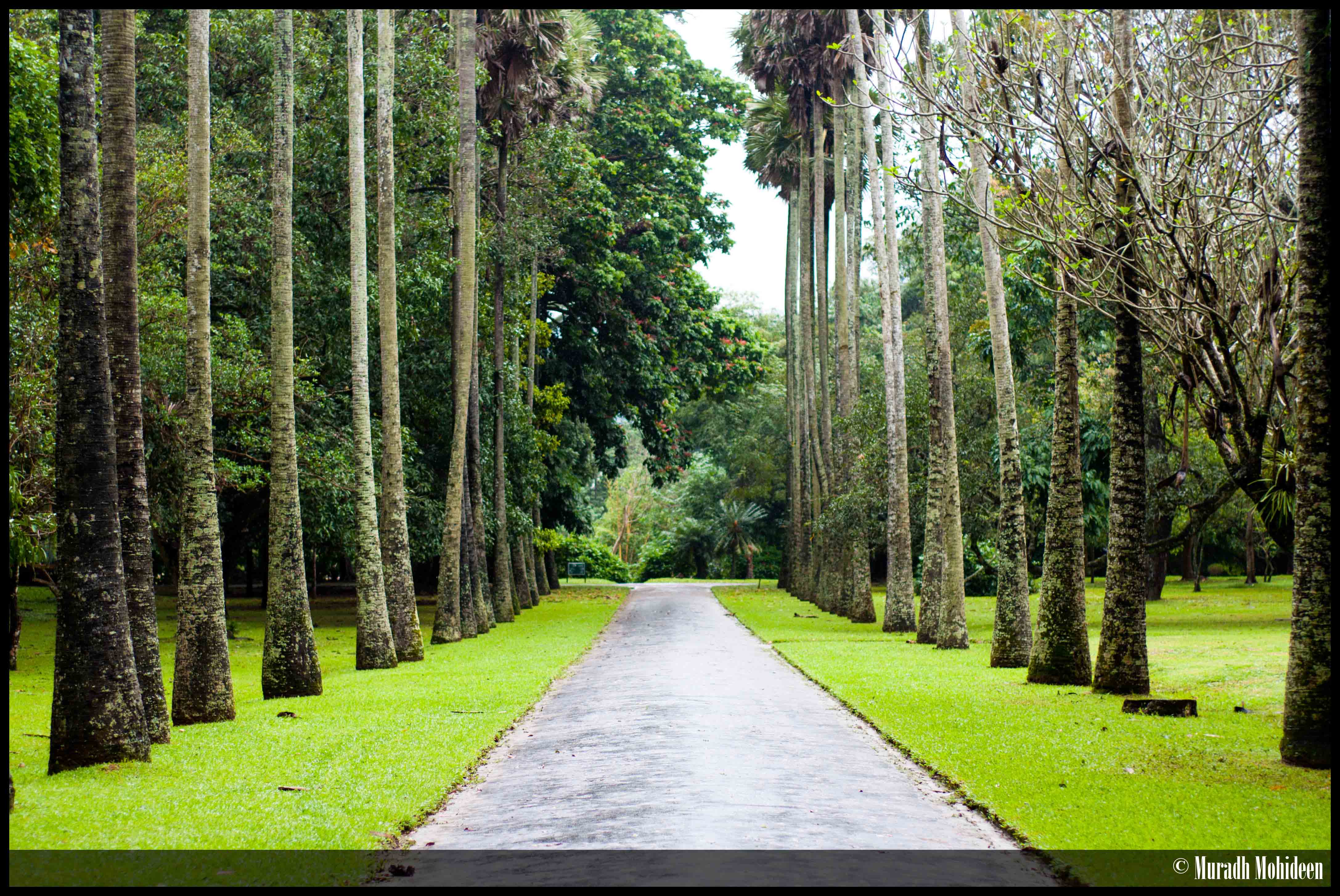 Ботанический сад Хакгала Шри-Ланка