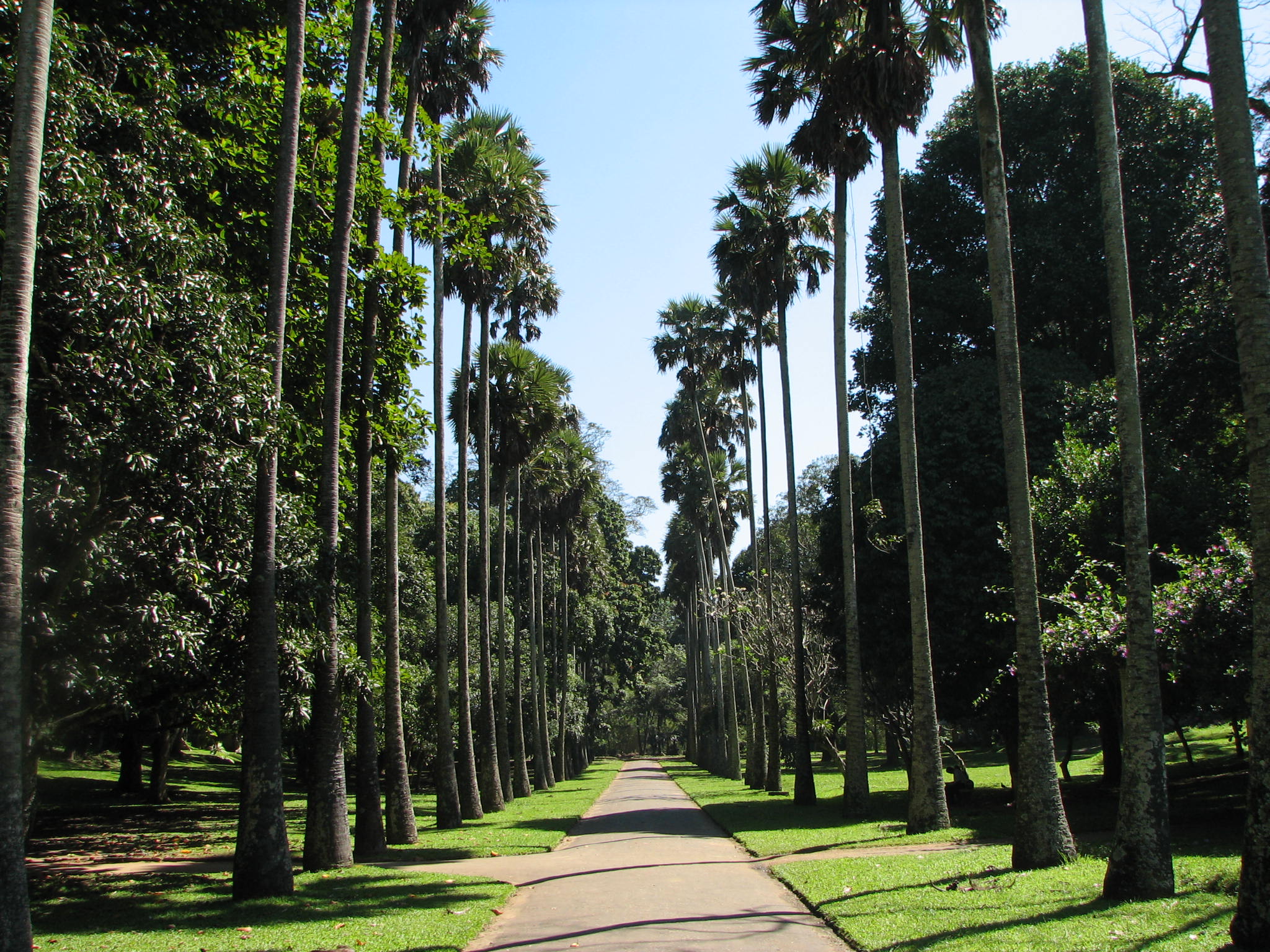 File:Botanical Garden of Peradeniya 05.jpg - Wikimedia Commons