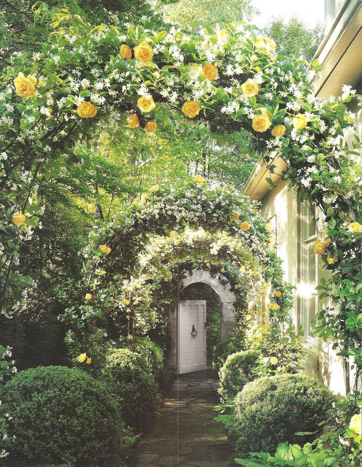 Rose and jasmine arbors over hanging a garden path to the open white ...