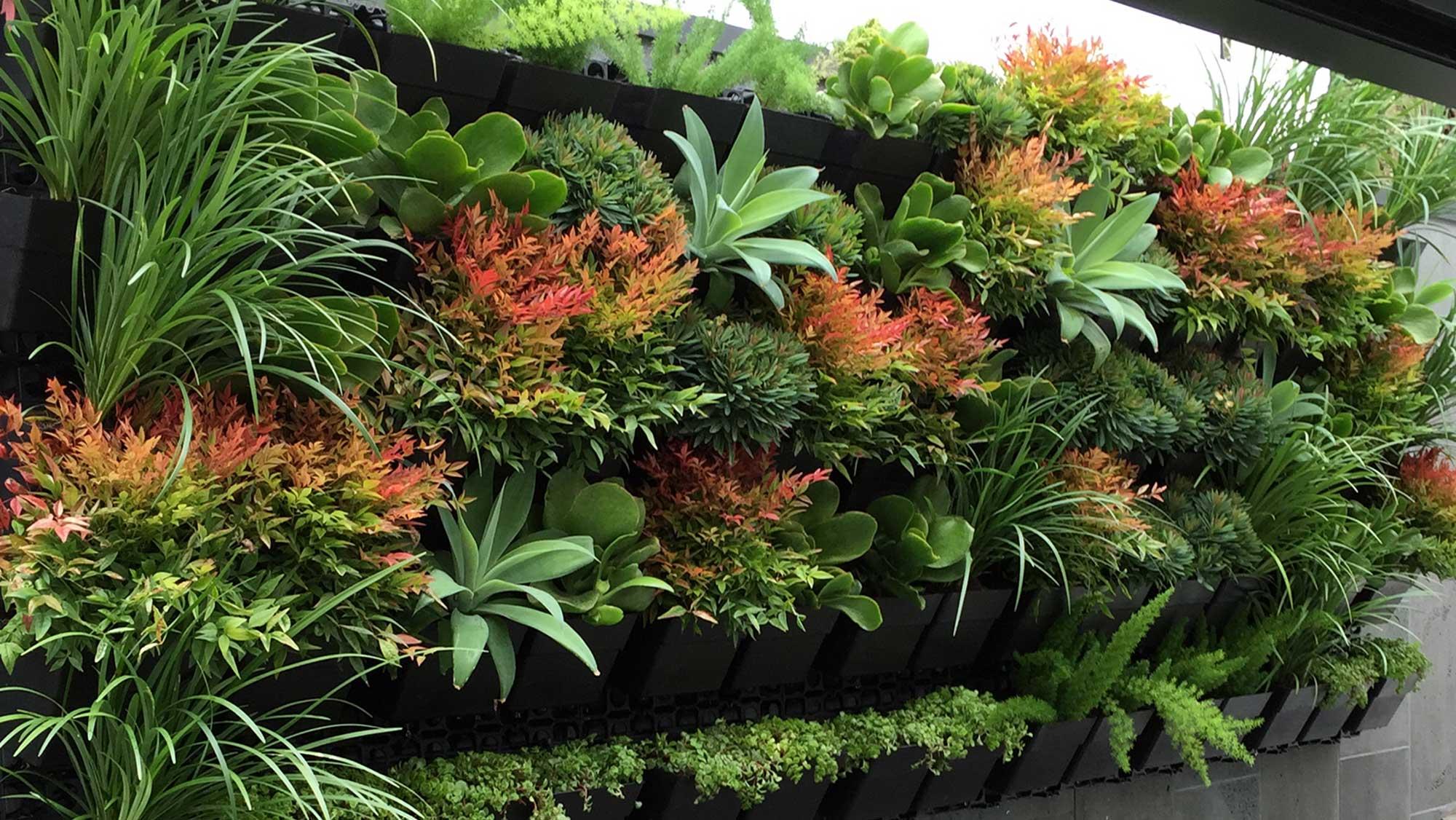 Homelife - 10 best plants for vertical gardens