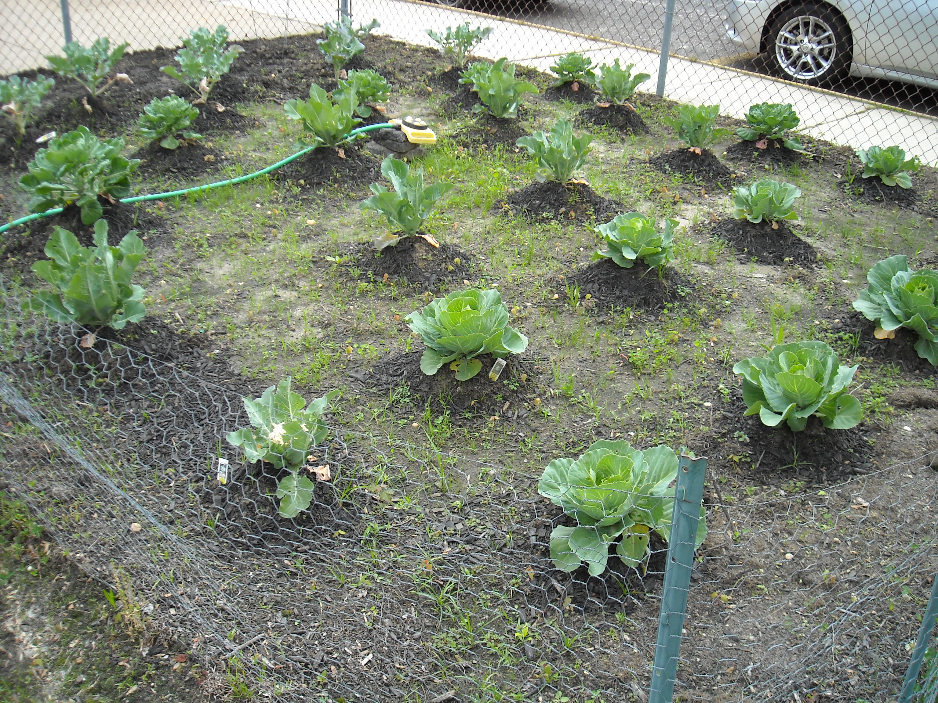 School Garden Plants Sense of Community - ED.gov Blog