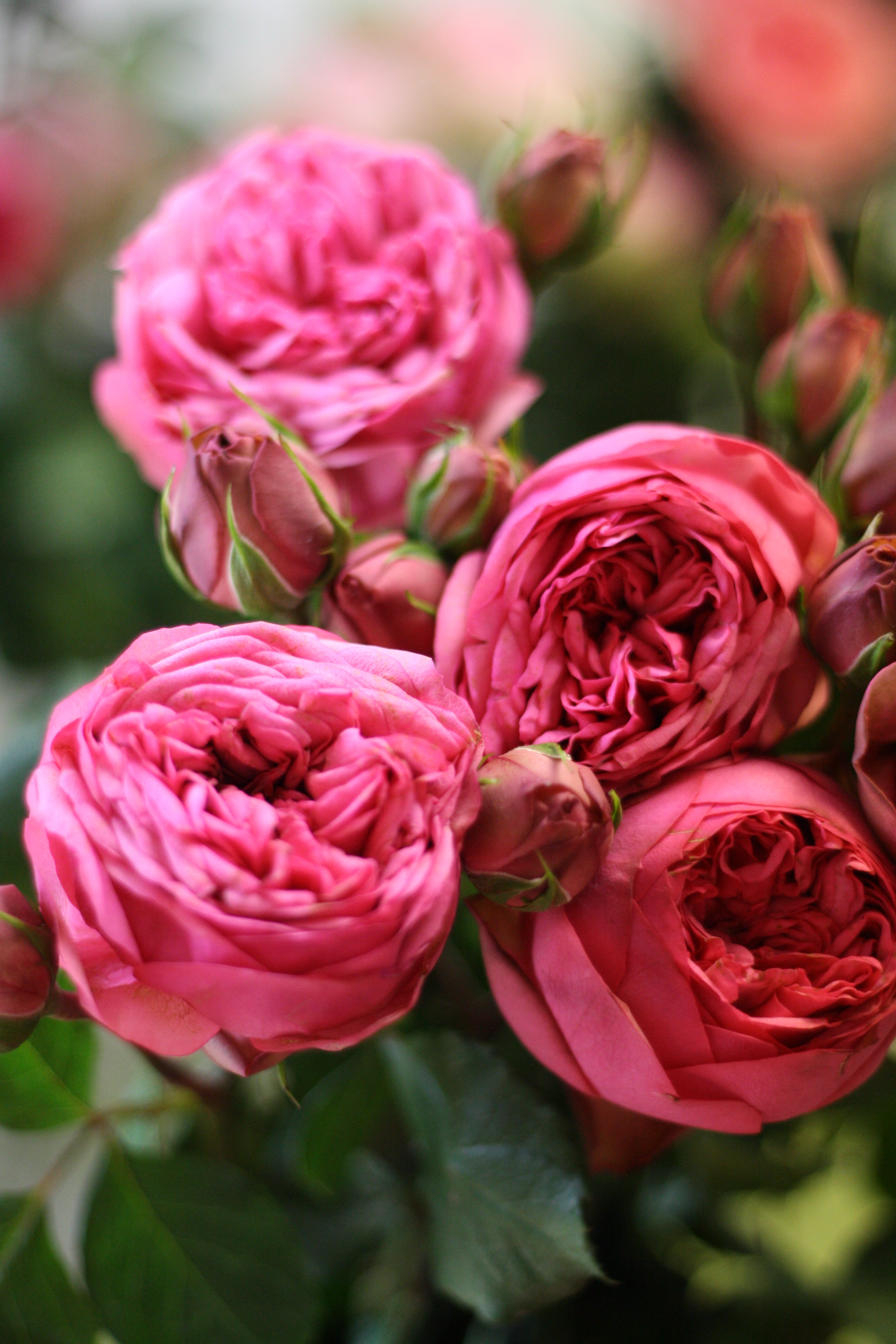 Pink Garden Rose Varieties by Florabundance | Flirty Fleurs The ...