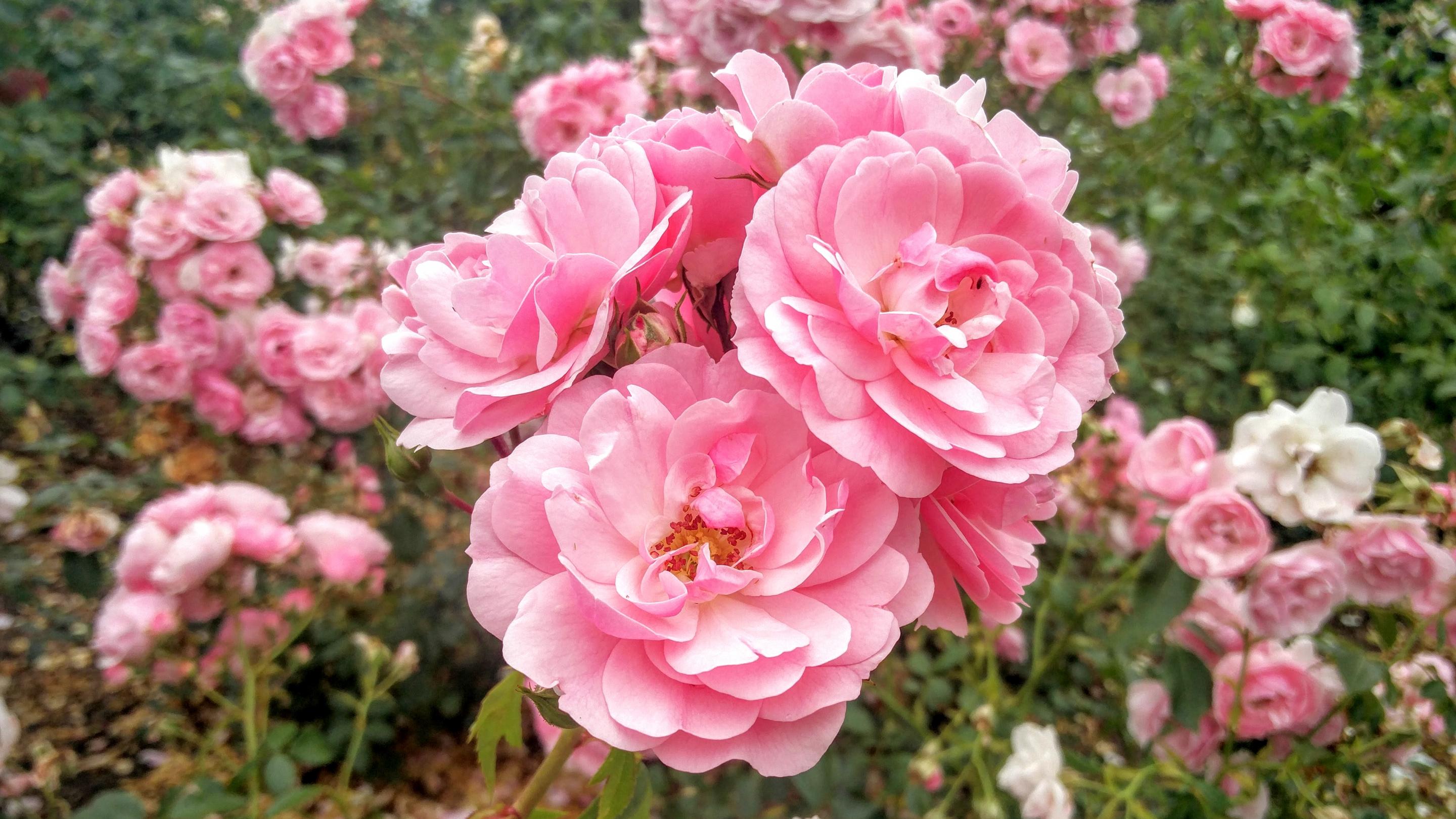 Promise of a rose garden | Kew
