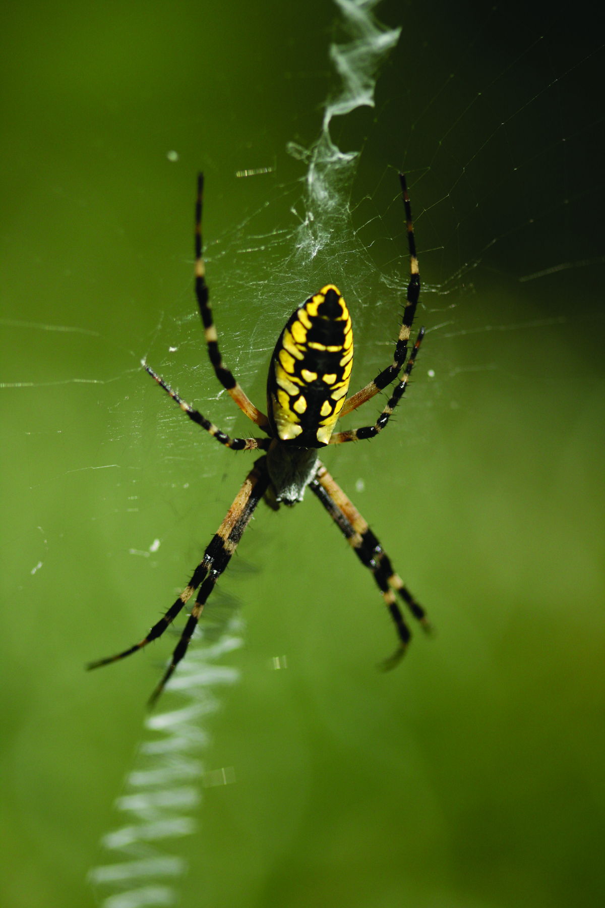 Garden spider photo