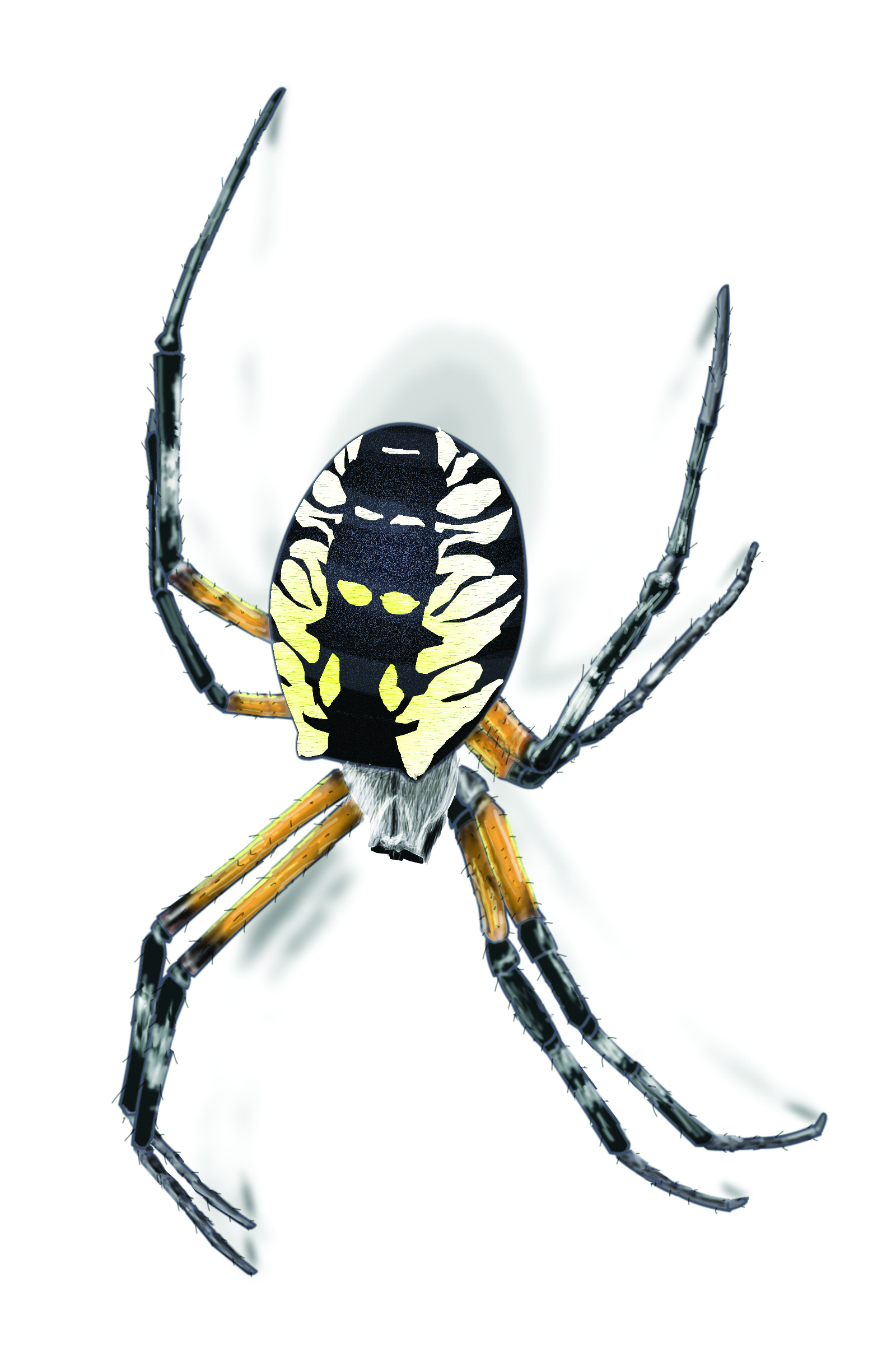 Garden Spider Facts & Control: Get Rid of Garden Spiders