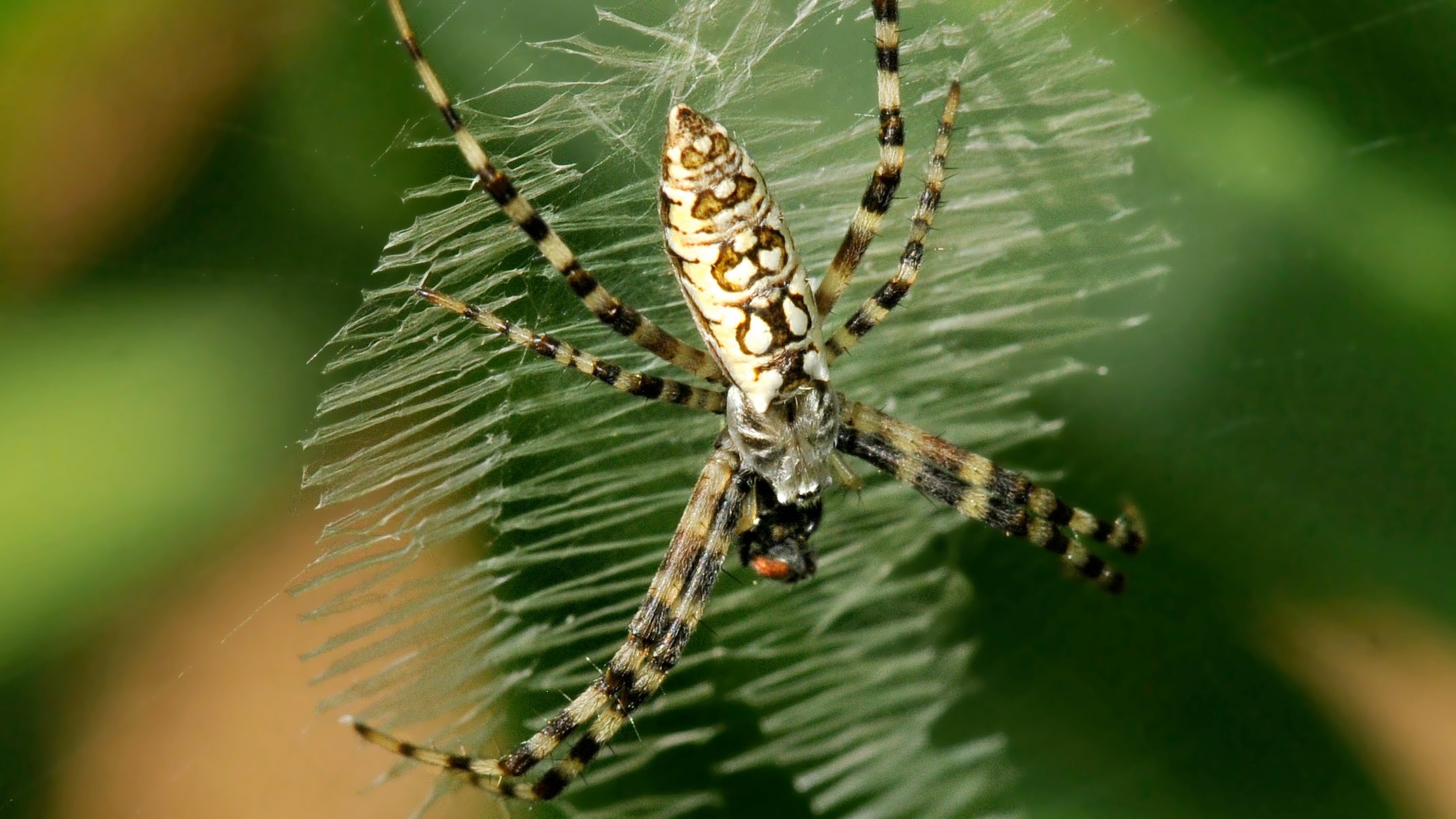 Black and Yellow Garden Spider Capturing Prey - YouTube