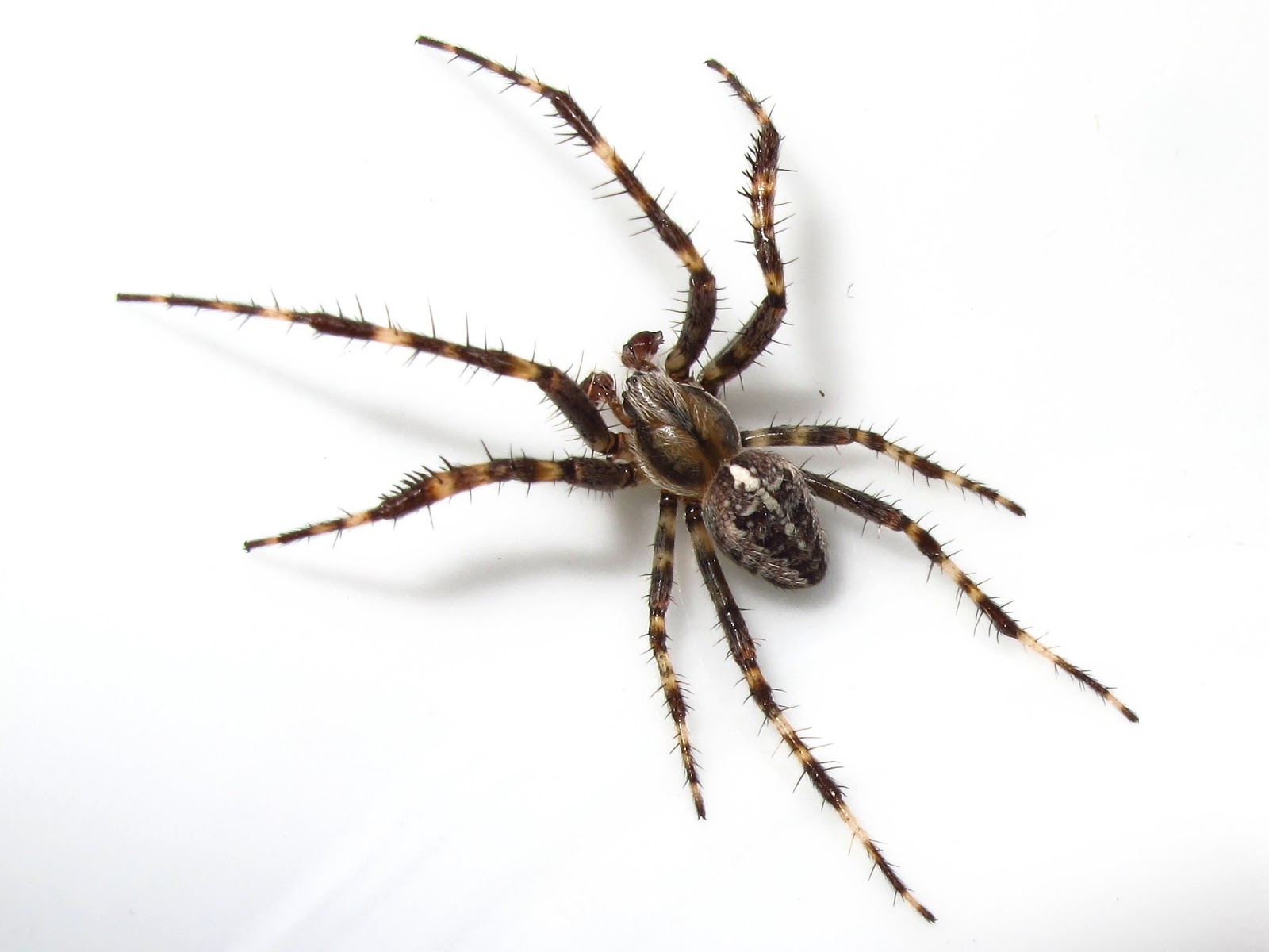 BugBlog: Male garden spider