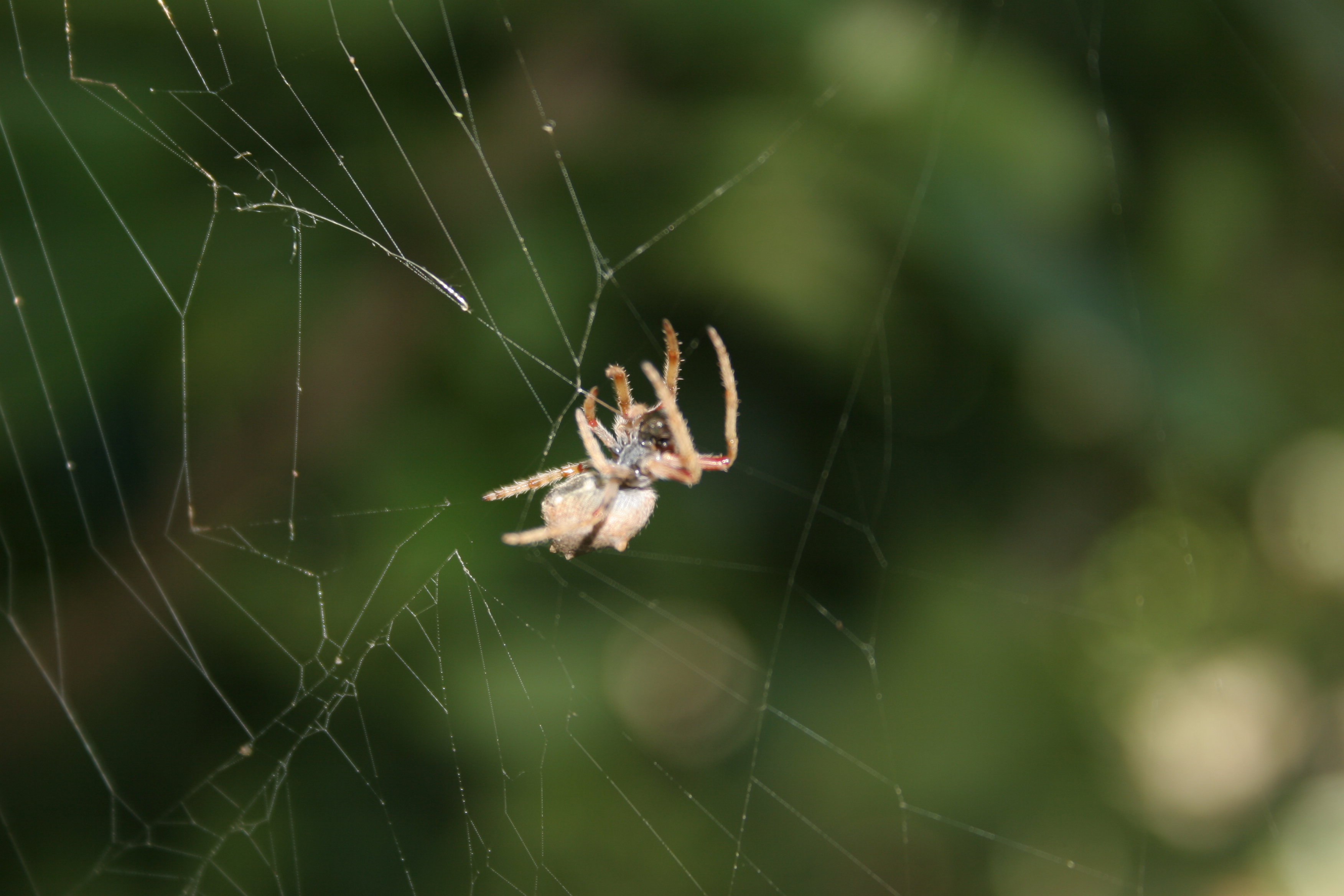 Garden spider photo