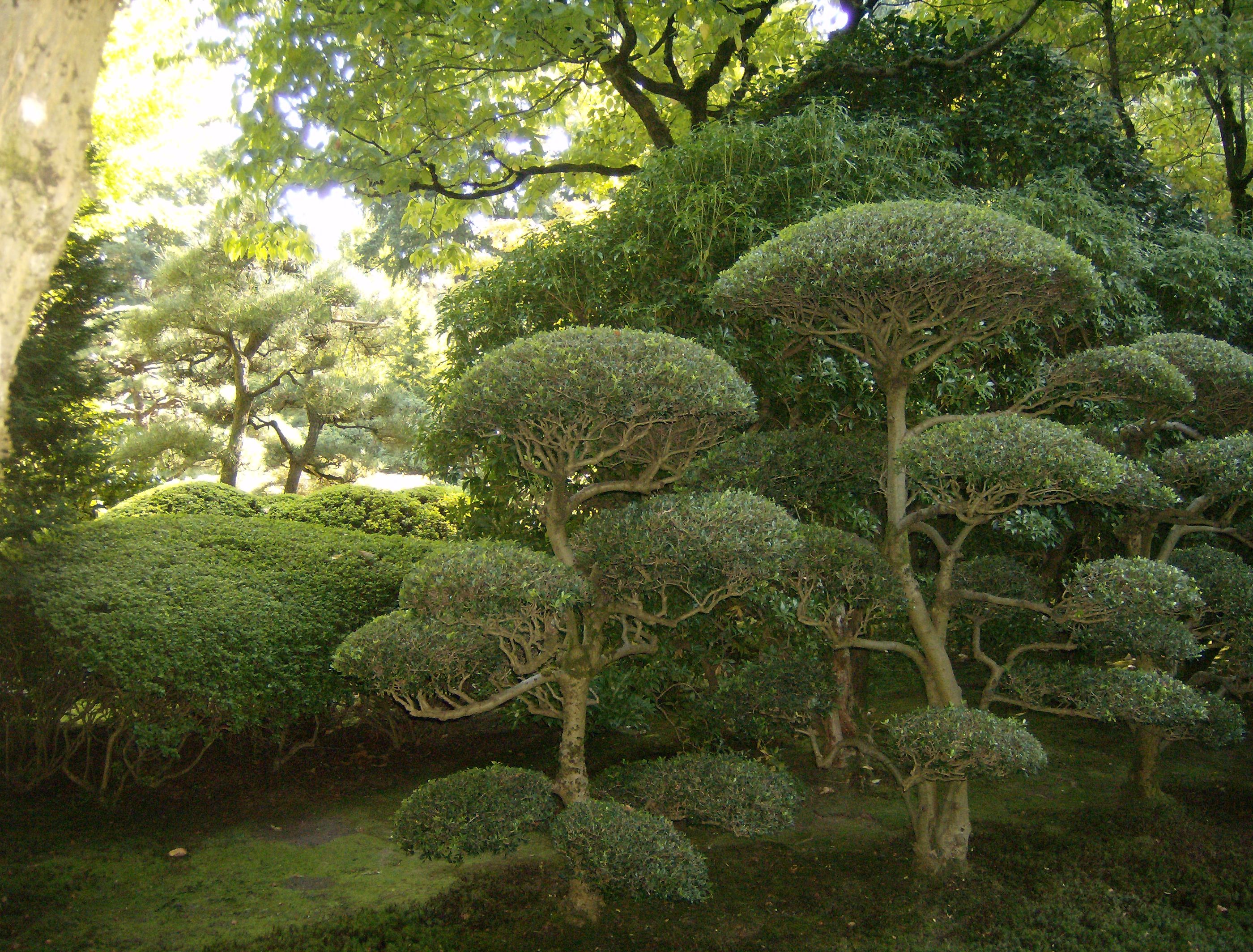 Japanese Garden in Portland, Oregon ... Carefully pruned, not a leaf ...