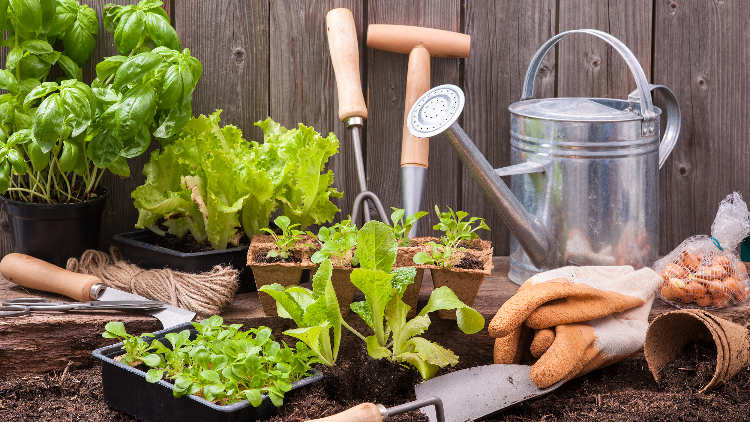 Gardening tips: 3 things to know when planting