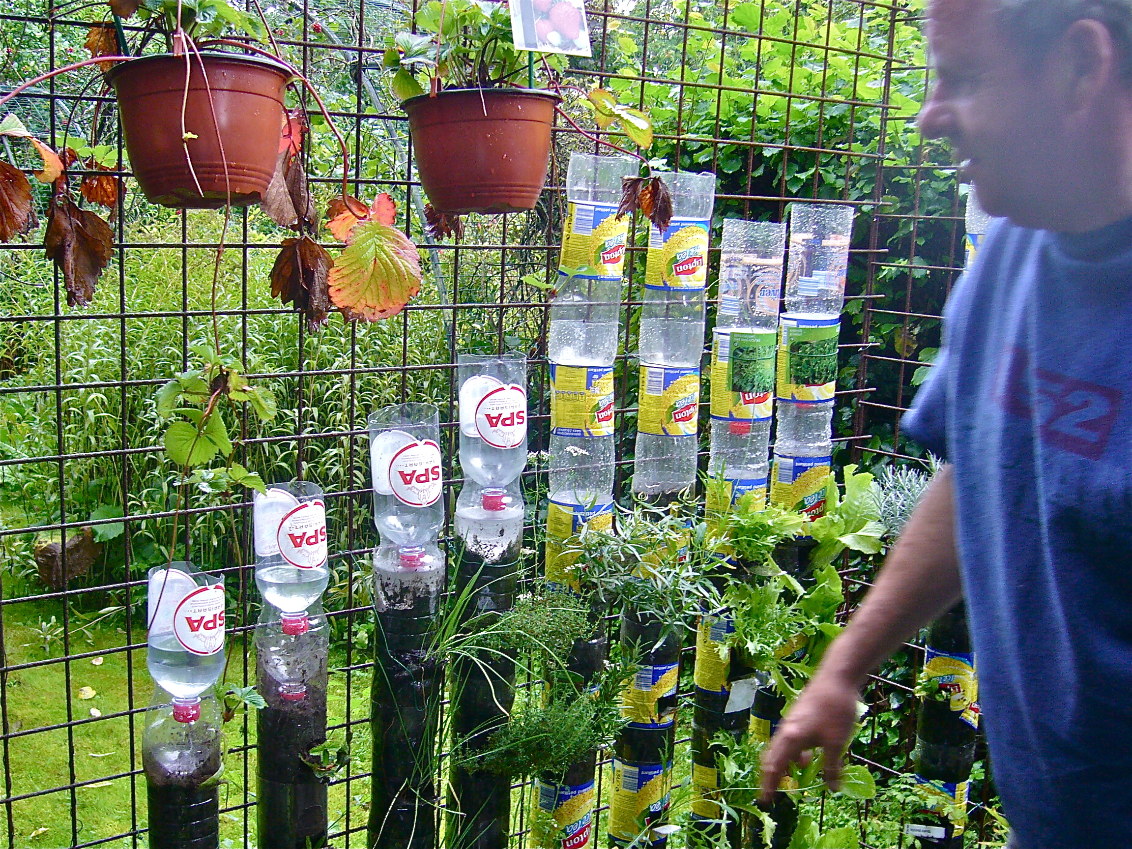 Growing Fresh Food In Recycled Containers On A Bottle Rack The ...