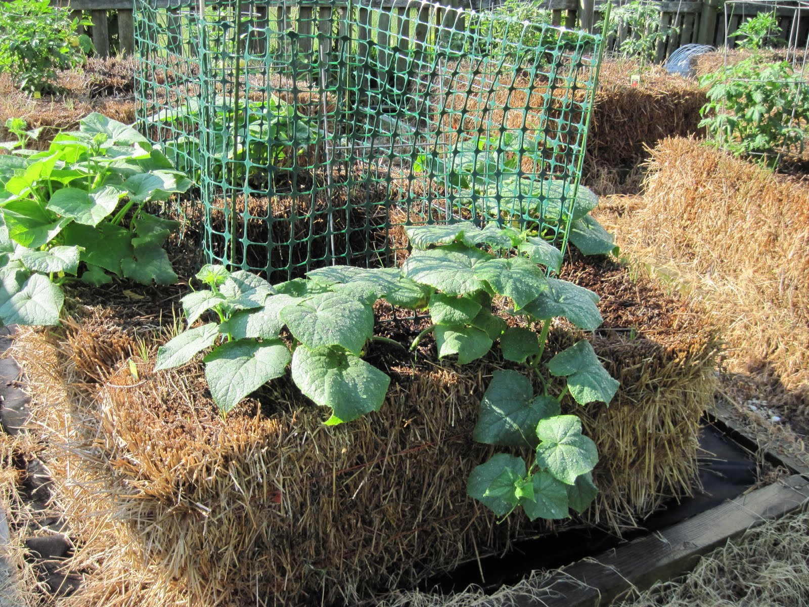 Central Virginia Organic Gardener: Straw-Bale Gardening