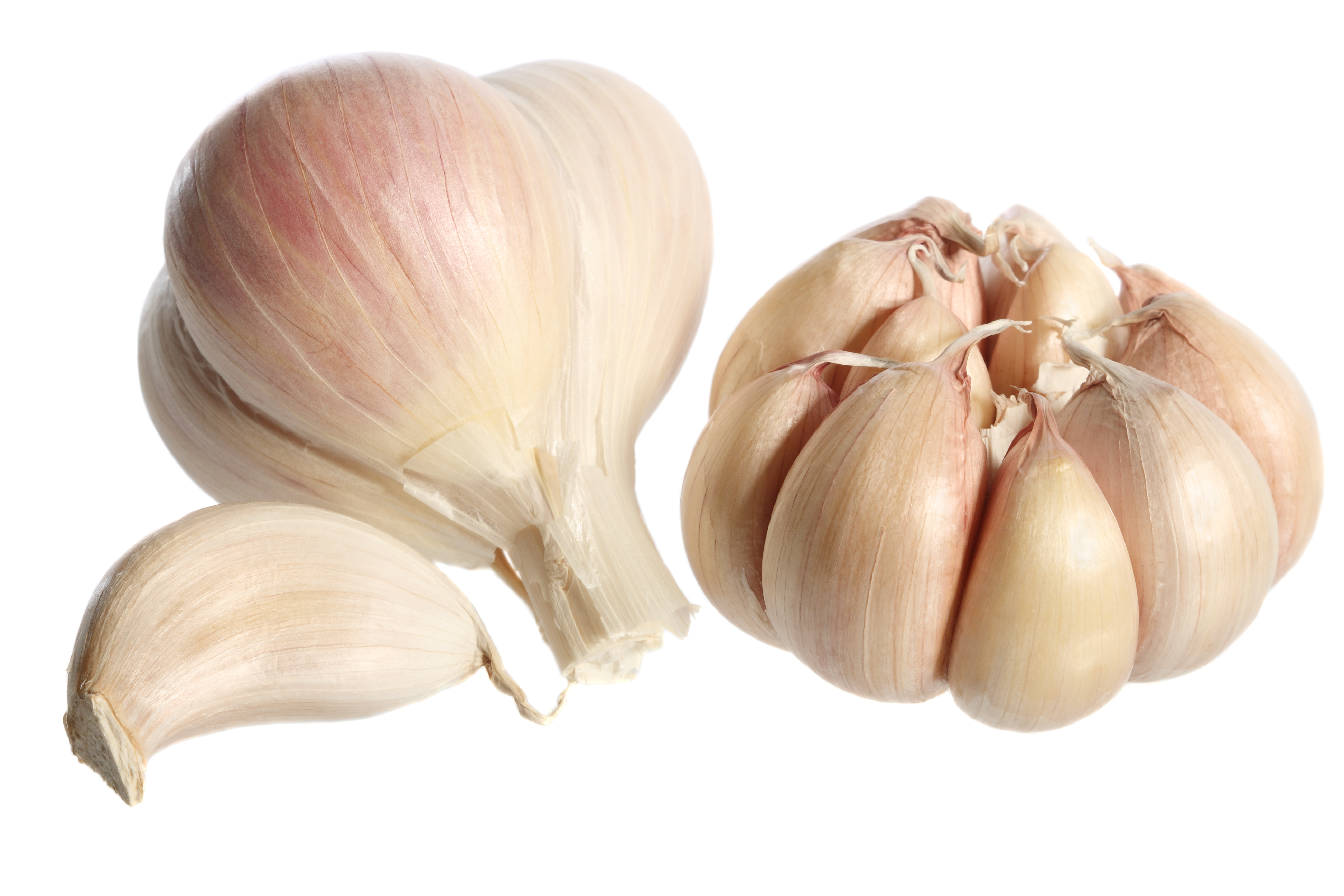 Garlic For The Treatment And Eradication Of Candida - Eric Bakker N.D.