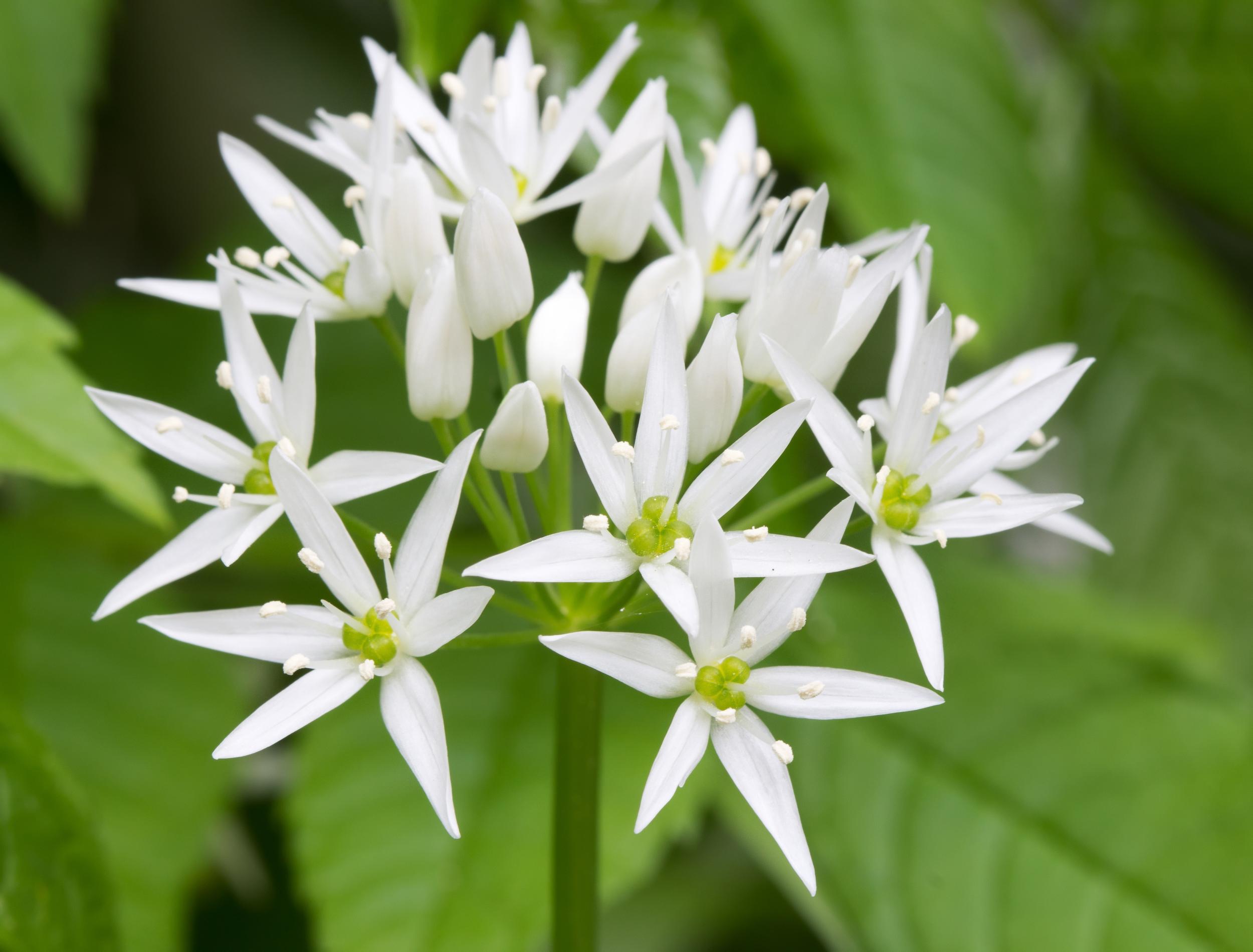 Ingredient Focus: What is wild garlic? | The Independent