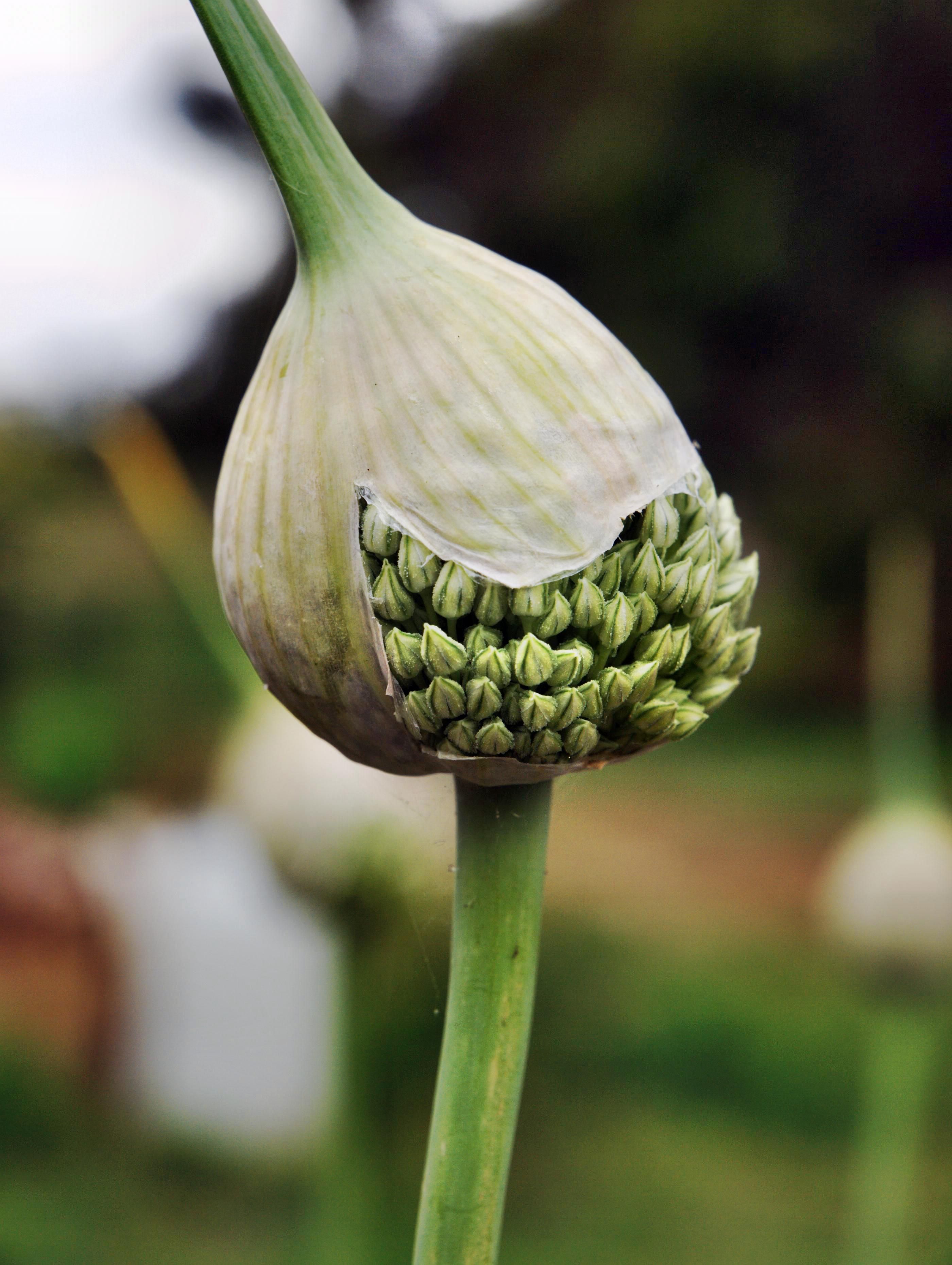 garlic flower | bulbs n such | Pinterest | Garlic flower