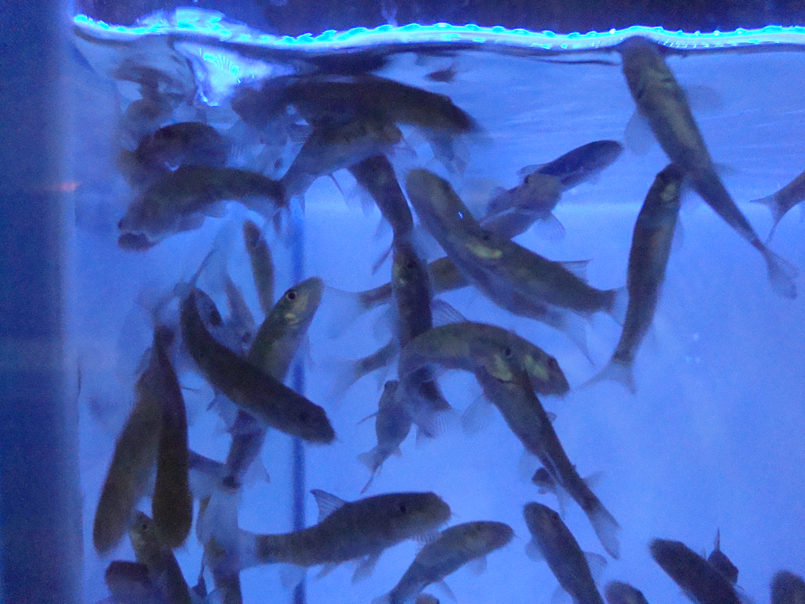 Garra-rufa fish in tank photo