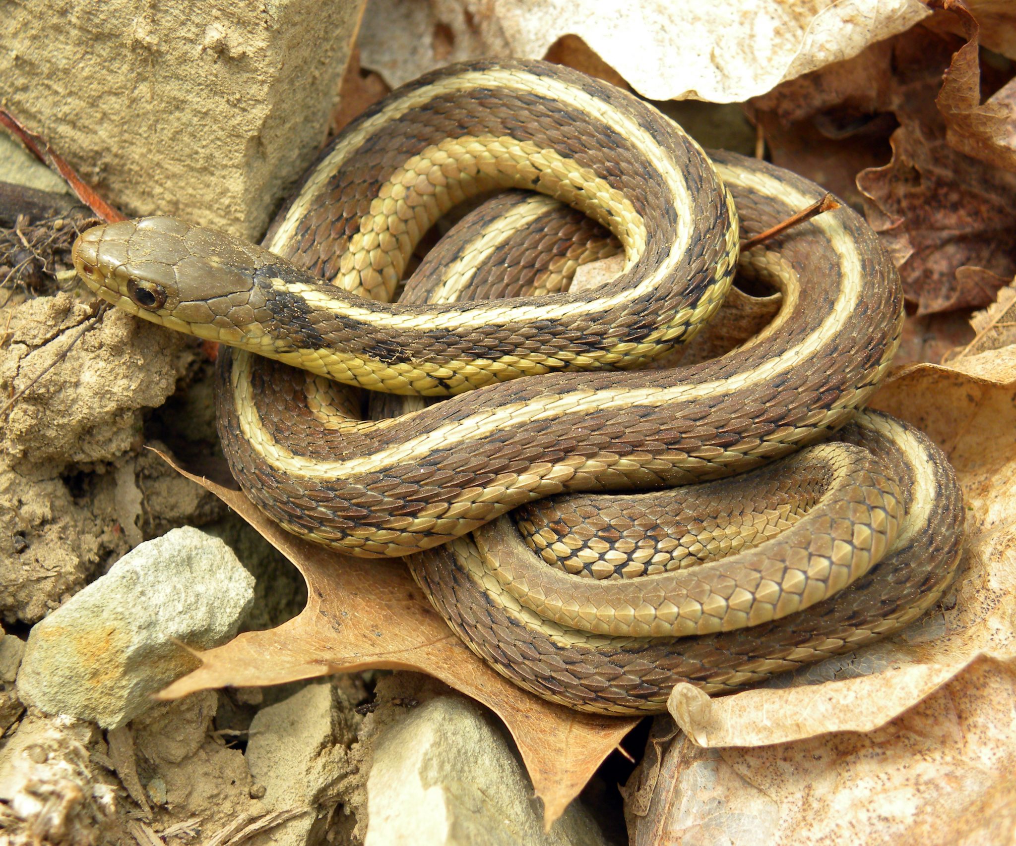 Wildlife Preparing for Winter: The Garter Snake - - The Adirondack ...