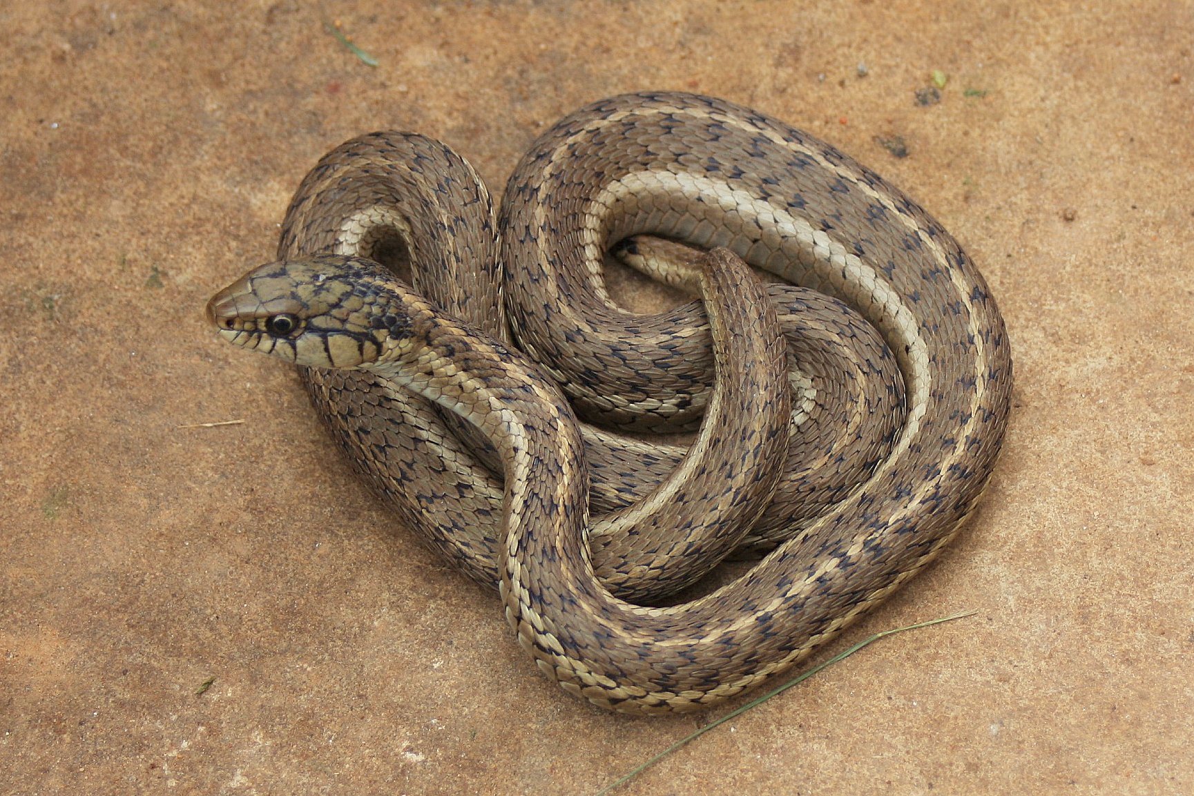 Western Terrestrial Garter Snake (Thamnophis elegans) · iNaturalist.org