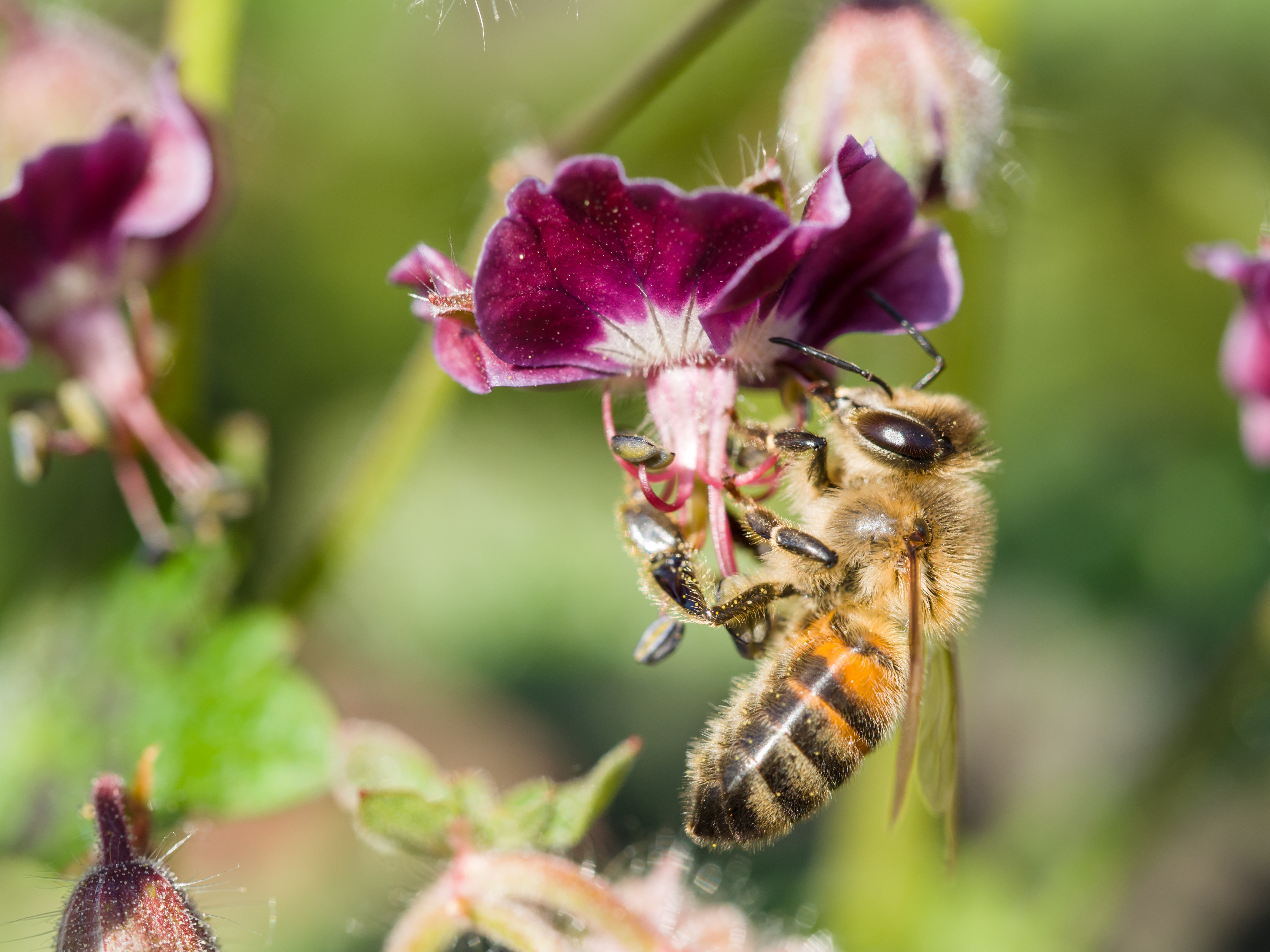 File:Bee gathering nectar.jpg - Wikimedia Commons