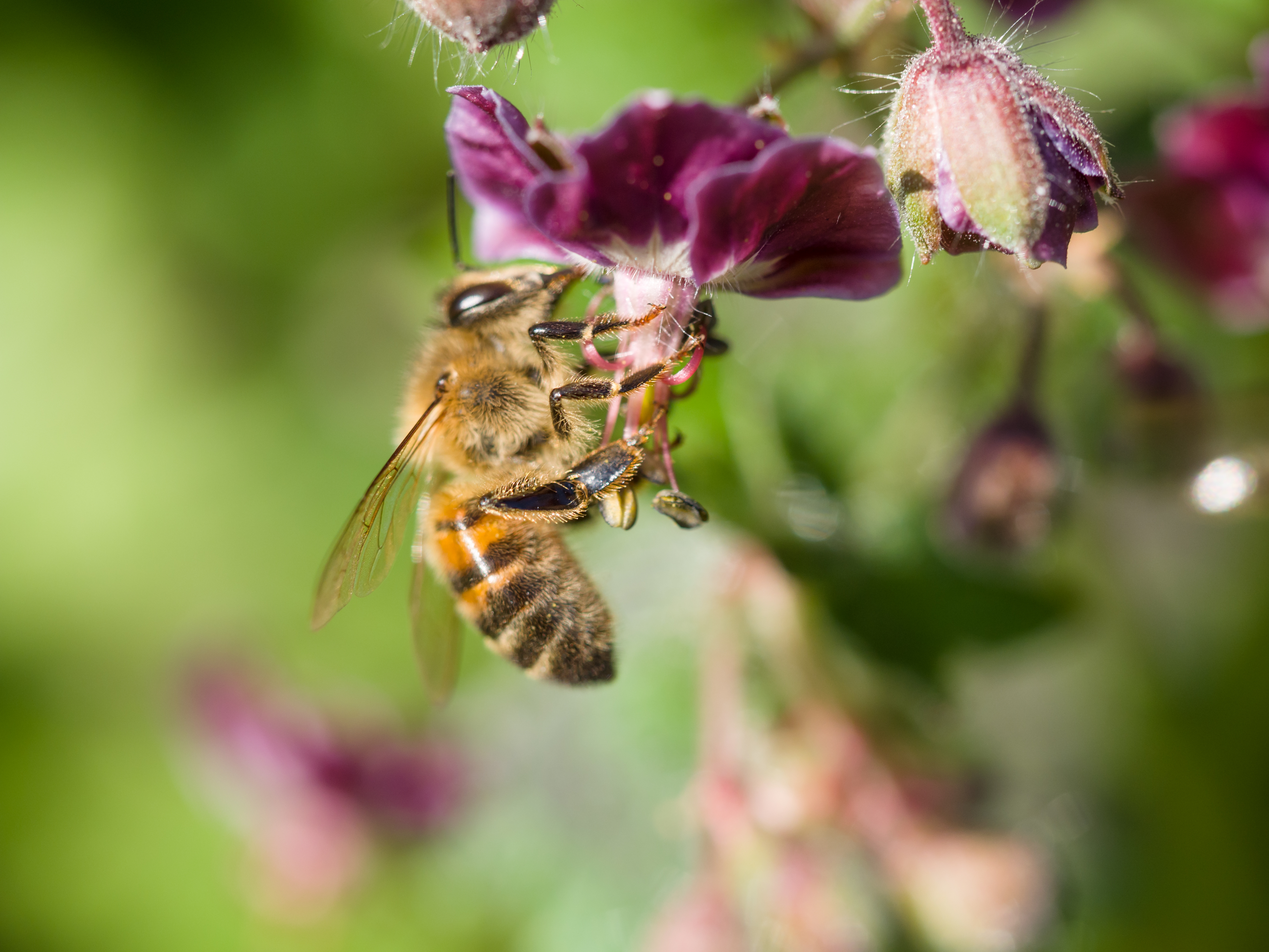 File:Bee gathering nectar (14117808765).jpg - Wikimedia Commons
