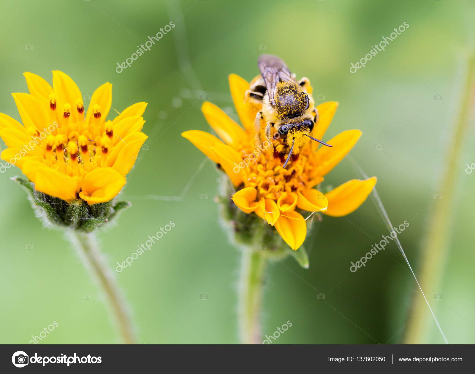 Honey bee gathering nectar from wild flowers in Mexico. — Stock ...
