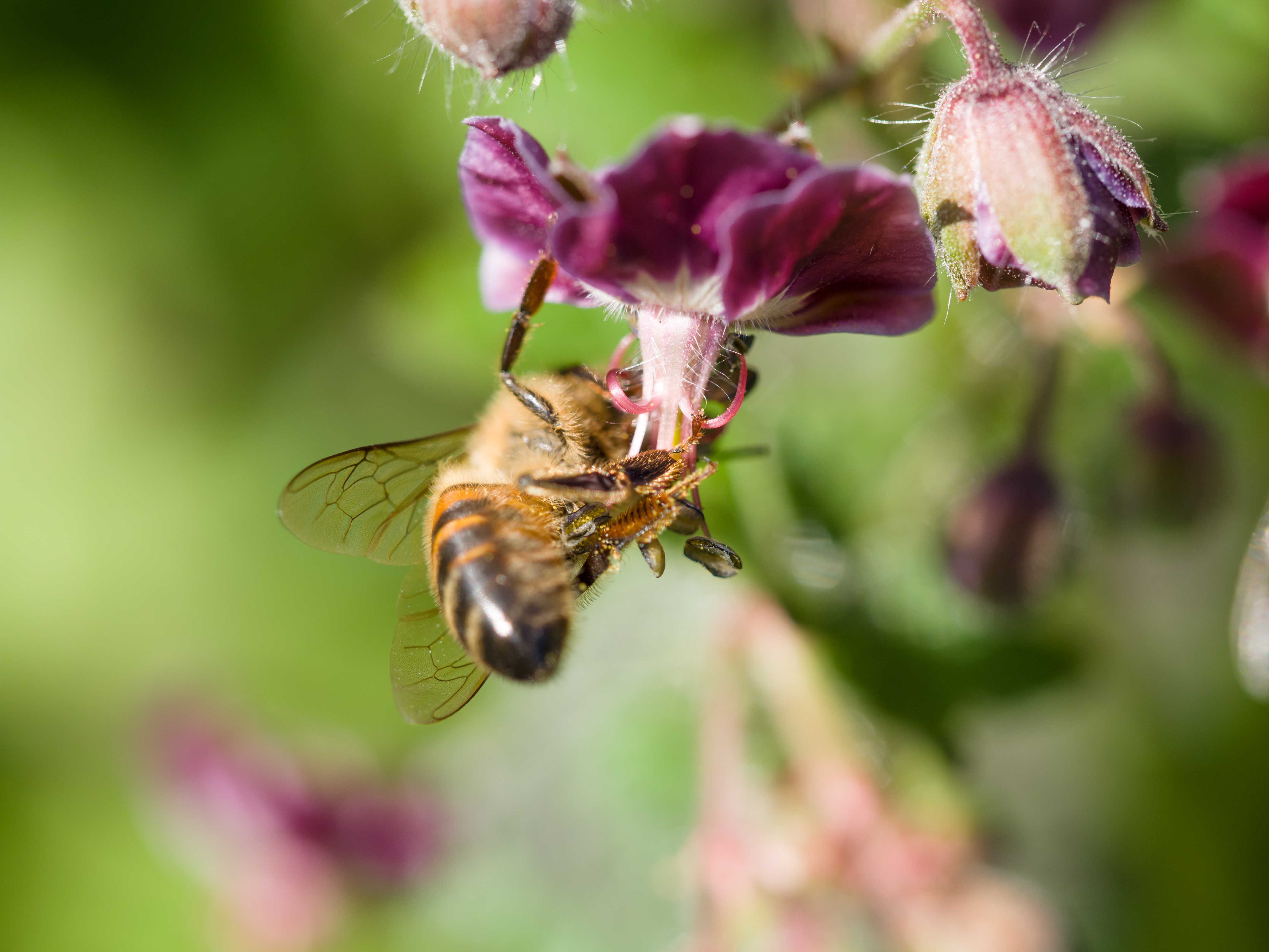 File:Bee gathering nectar (14114525691).jpg - Wikimedia Commons