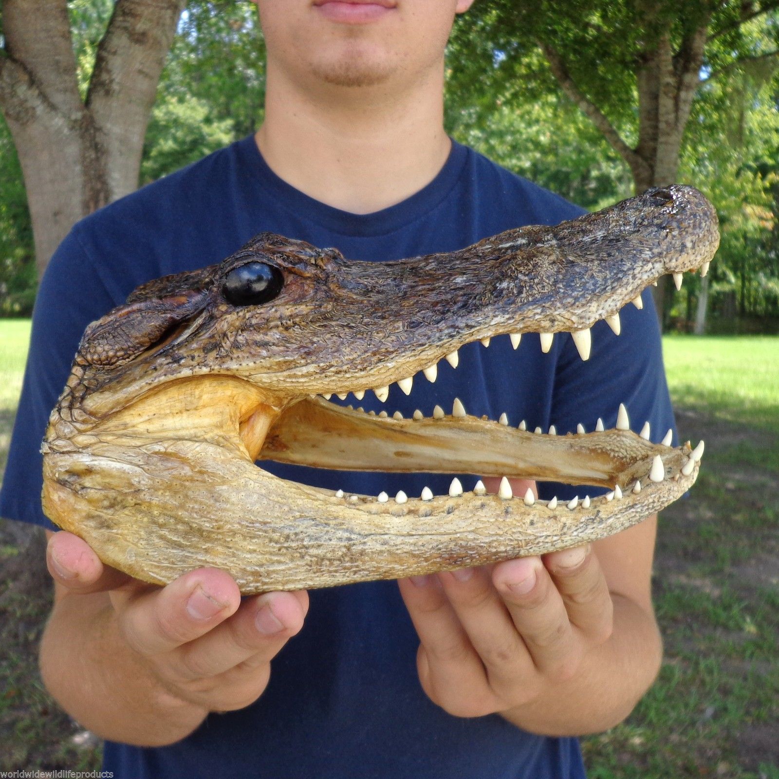 9 Inch Alligator Head From a 6 Foot Gator Real Taxidermy Reptile (s ...