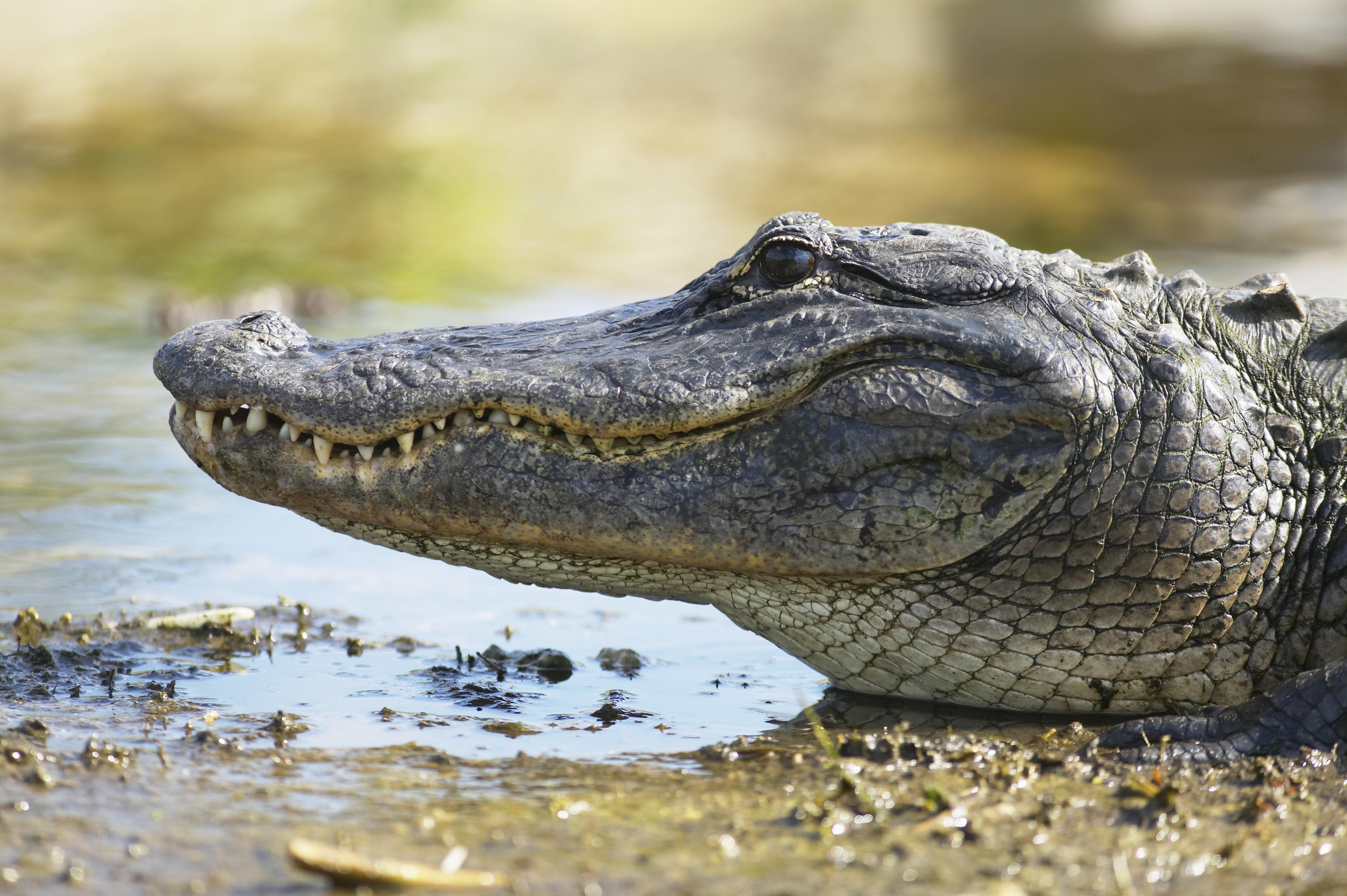Out Here: Alligator Head-butts Trapper While Trying To Escape In ...
