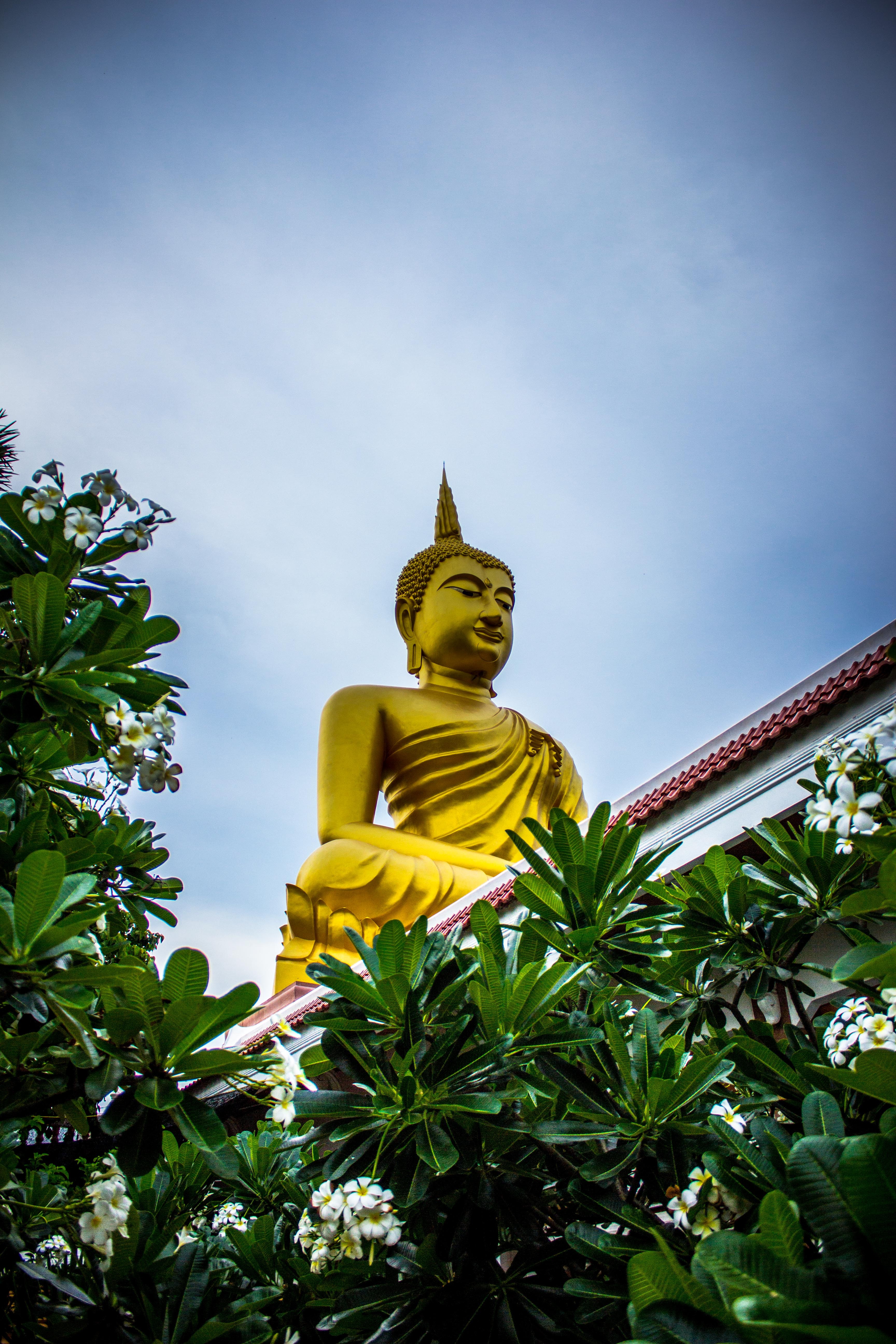 Gautama buddha statue near green leaves photo