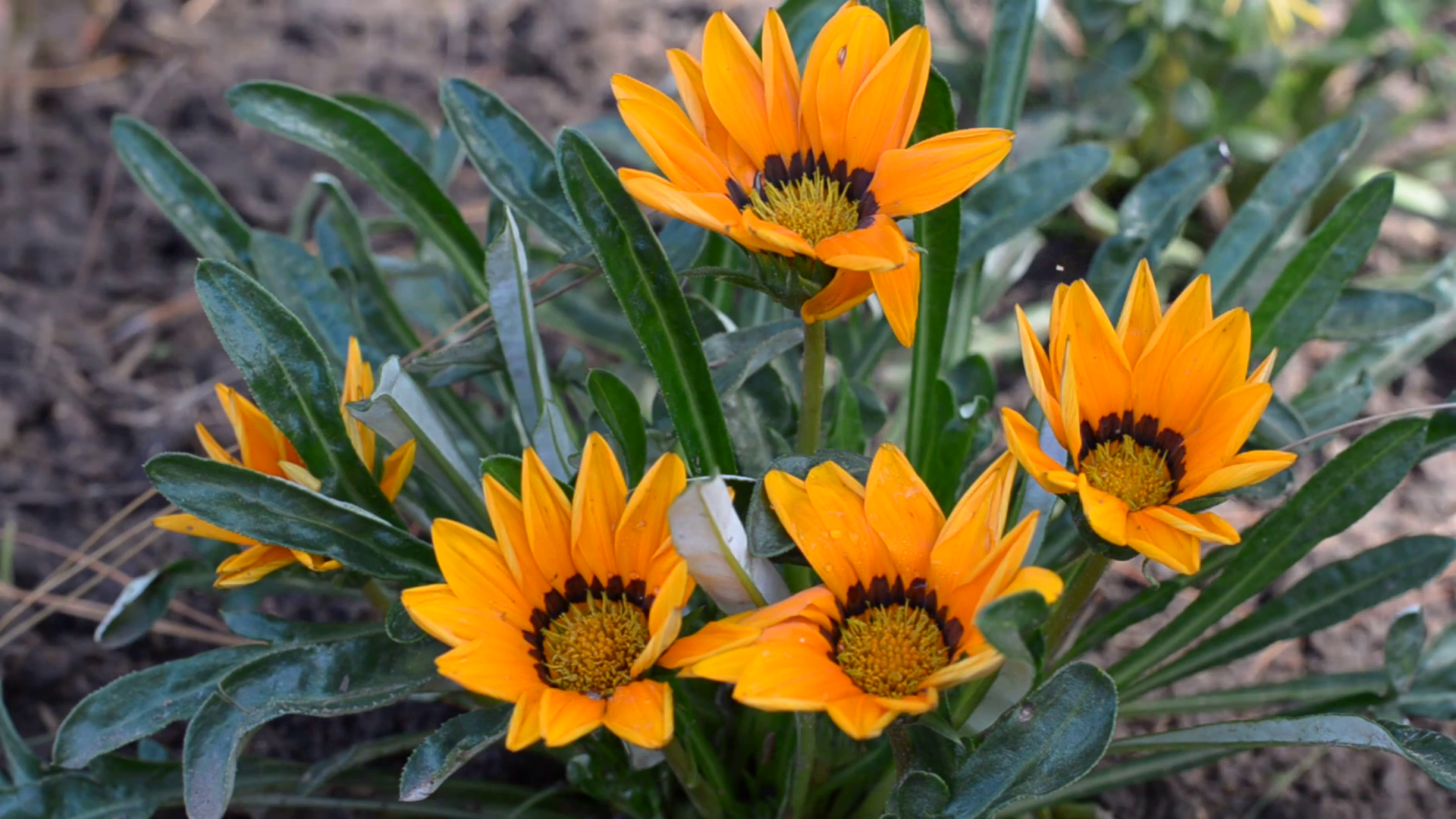 yellow gazania flower in garden Stock Video Footage - Videoblocks