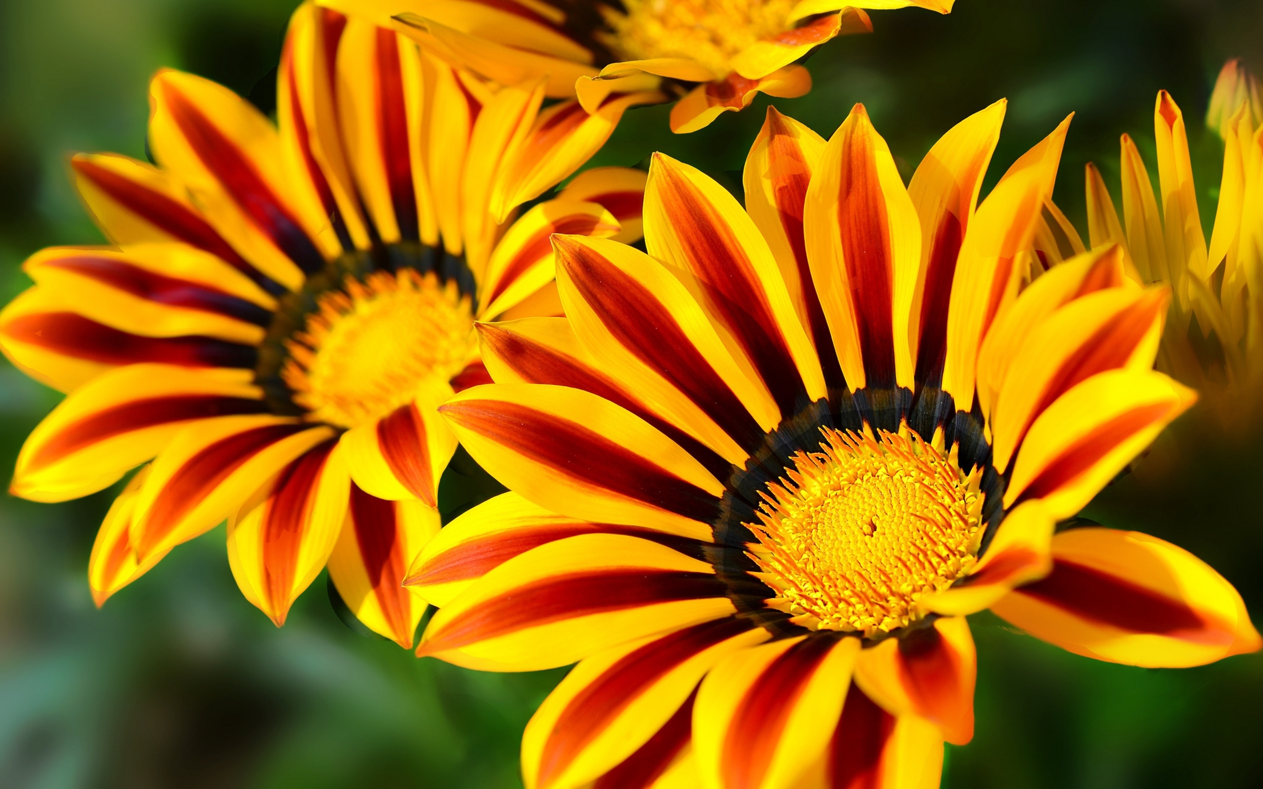 Gazania Flower Wallpaper Images Of Flowers Images Flower Pictures 3 ...