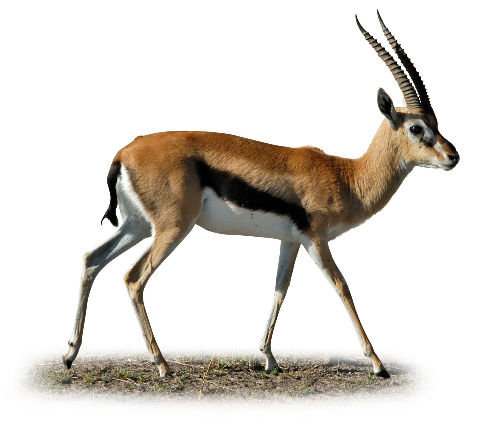 Thomson Gazelle Facts | Facts About Gazelles | DK Find Out