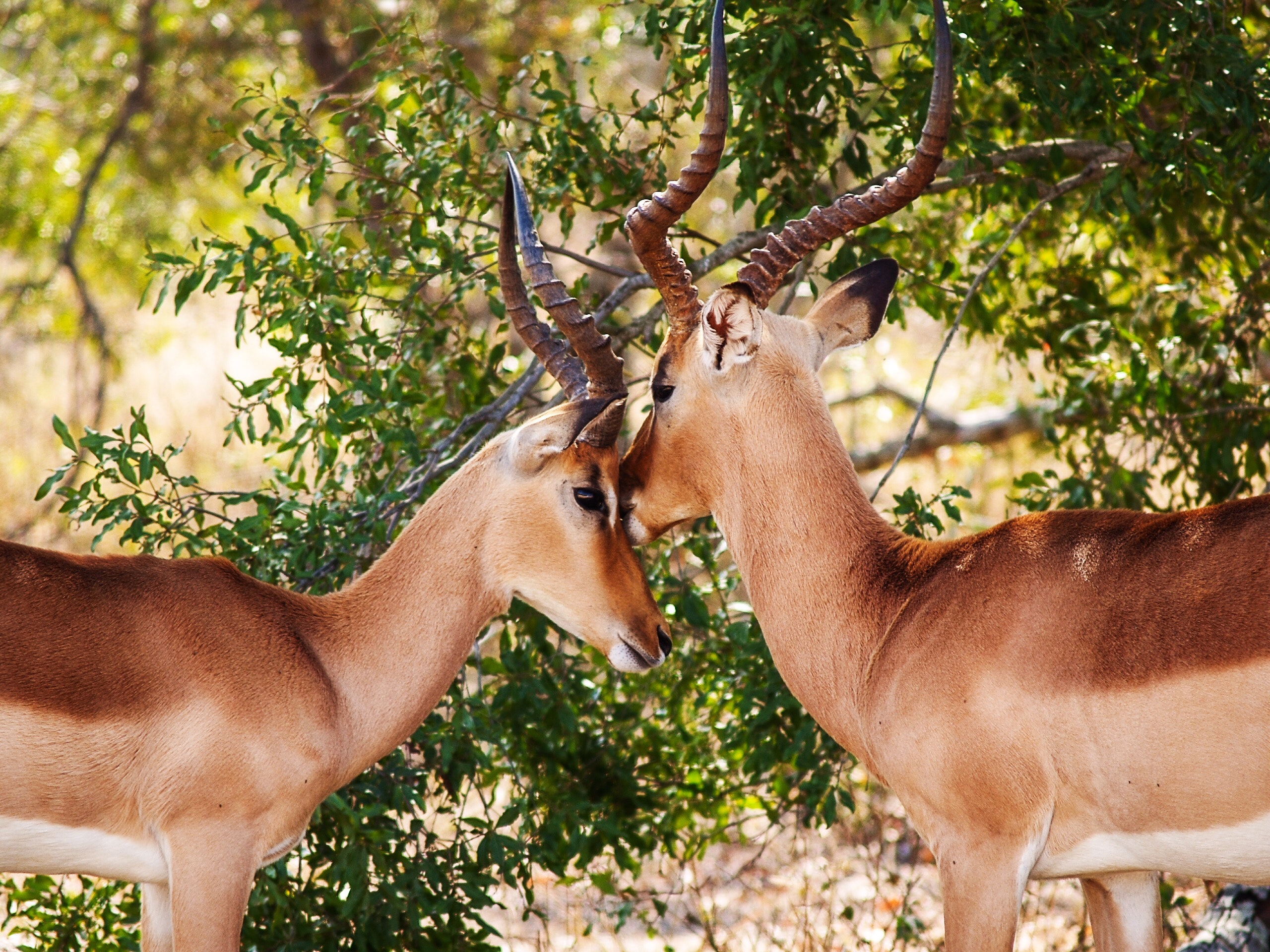 Gazelles, Animal photography, Impala, Wild life, Wild animal, HQ Photo