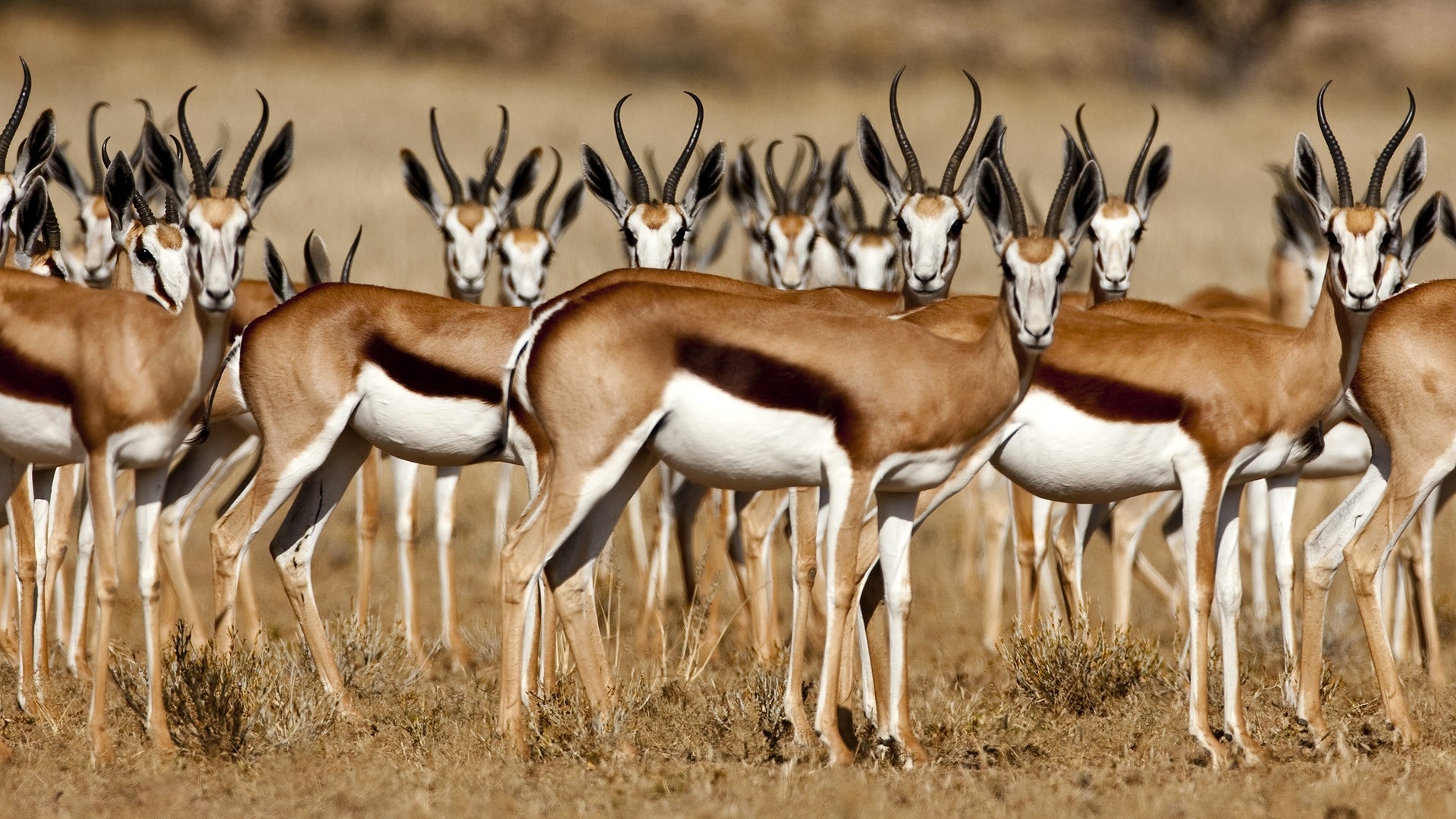 gazelles - The Myeloma Crowd