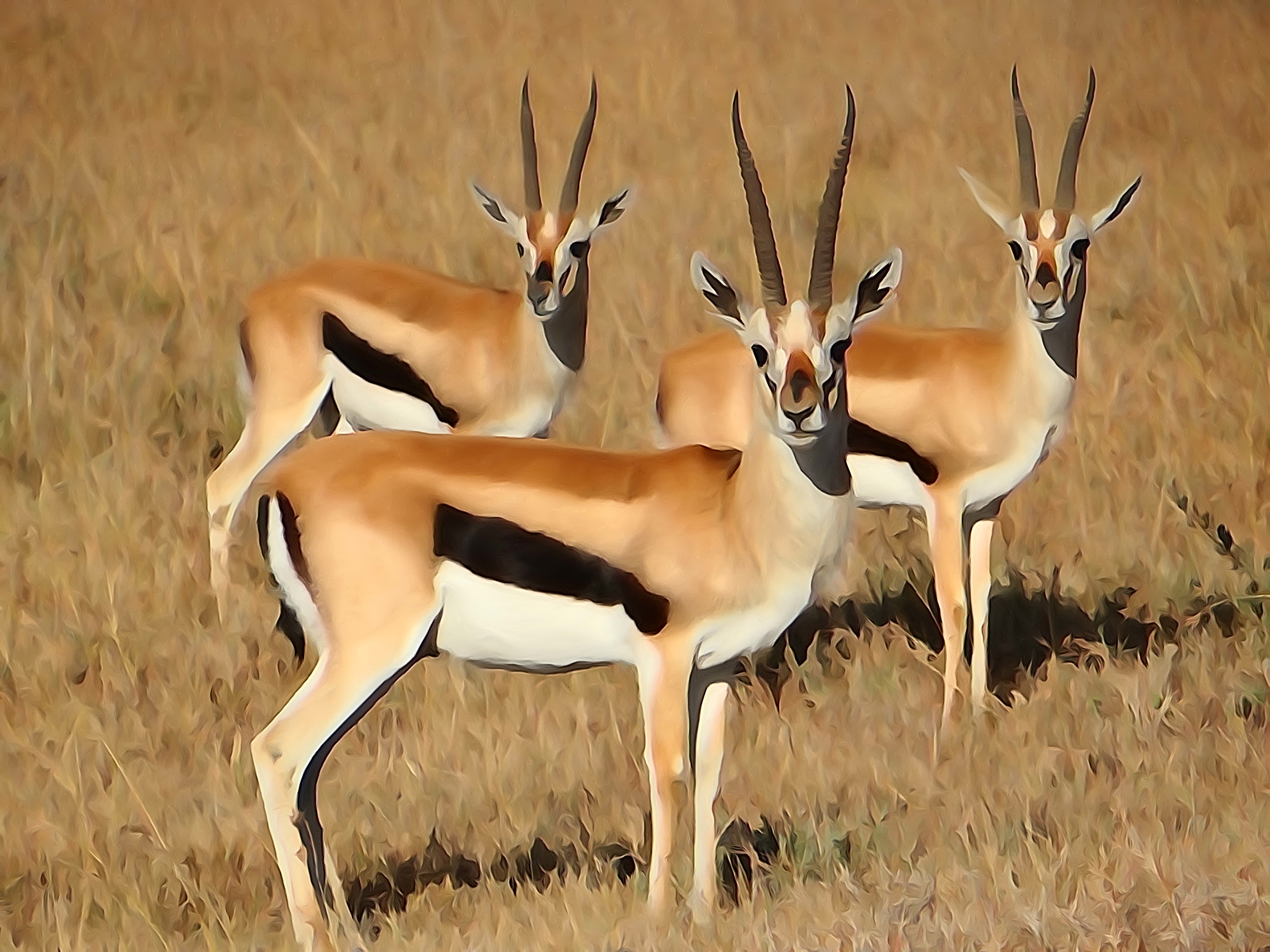 Gazelles dreams meaning - Interpretation and Meaning