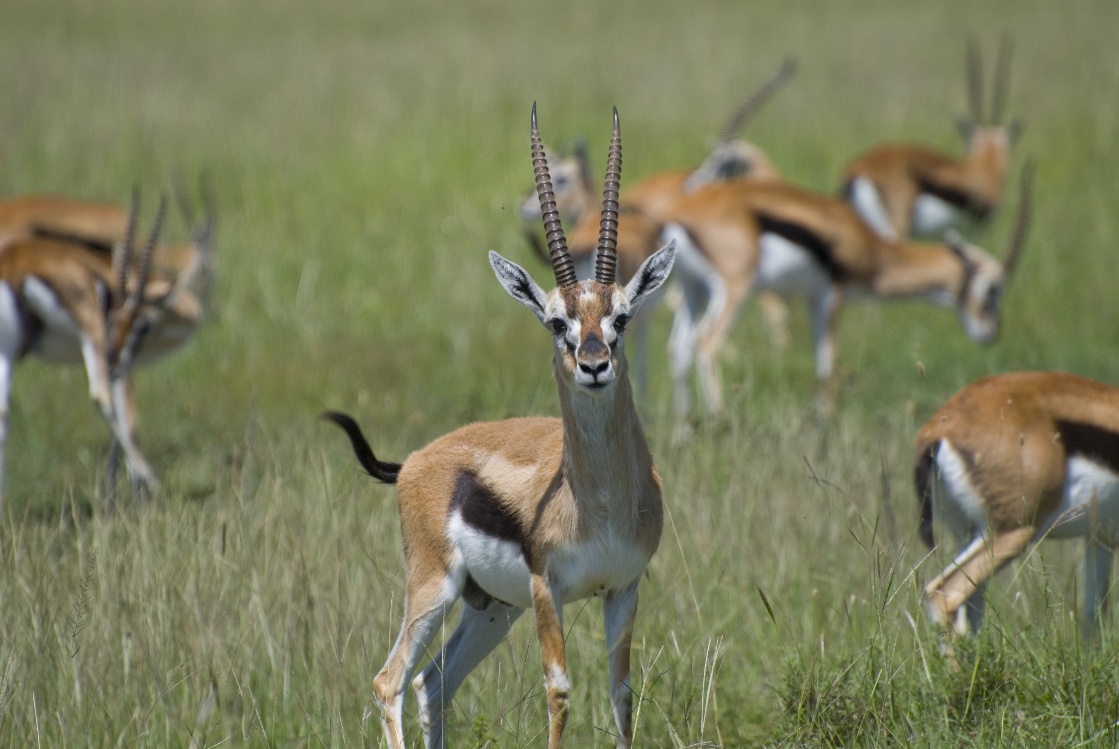File:Thompson's gazelles, Masai Mara, Kenya.jpg - Wikimedia Commons