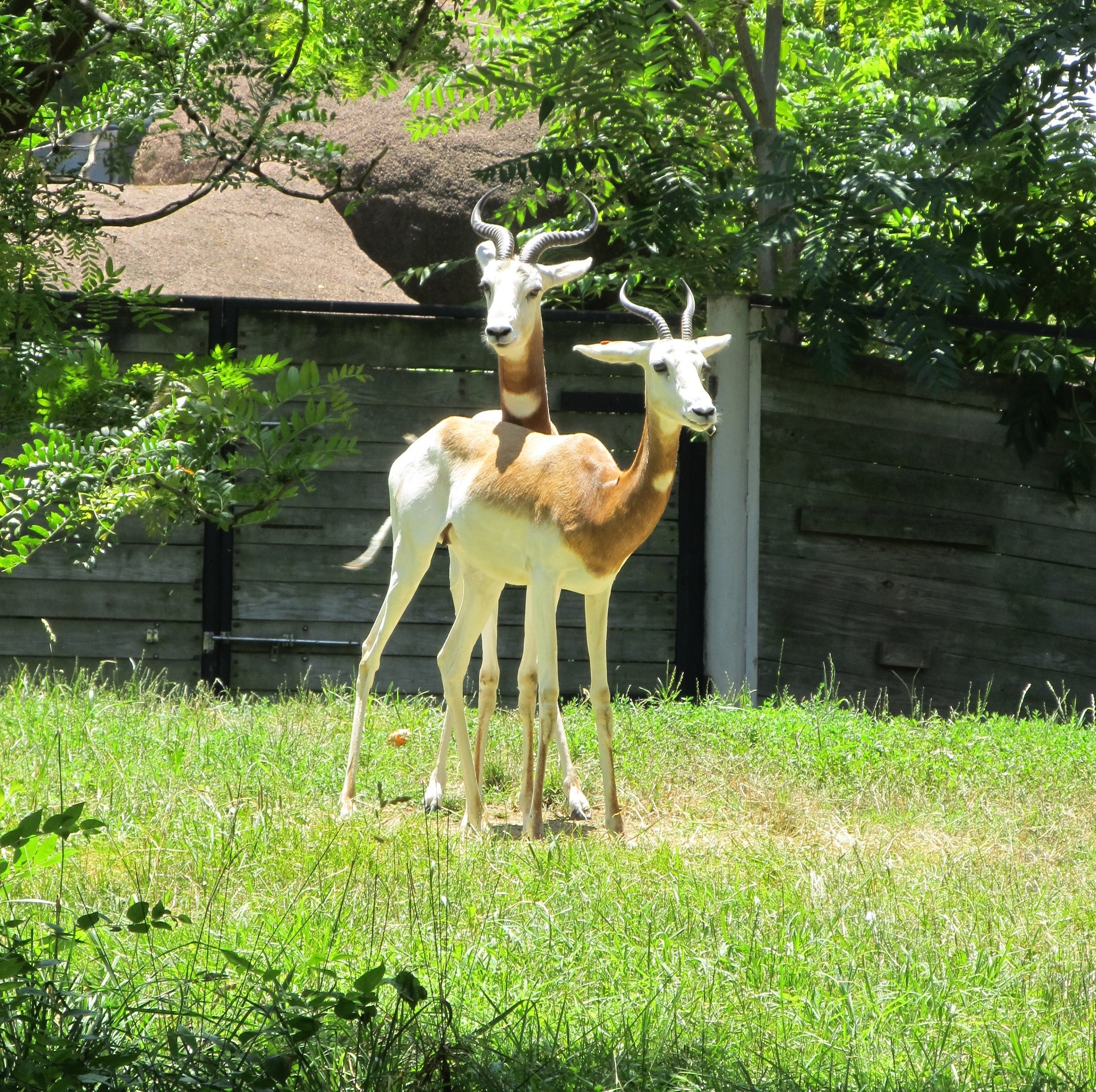 Gazelles in the farm photo