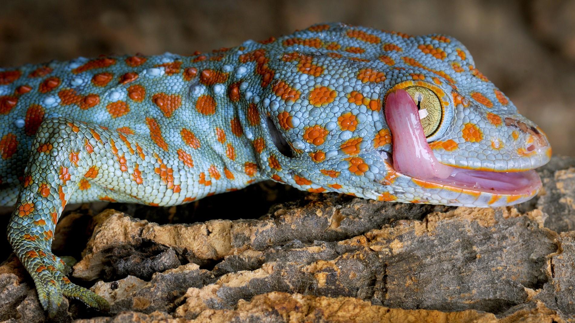 ww-reptiles-tokay-gecko.ngsversion.1461604316581.adapt.1900.1.jpg
