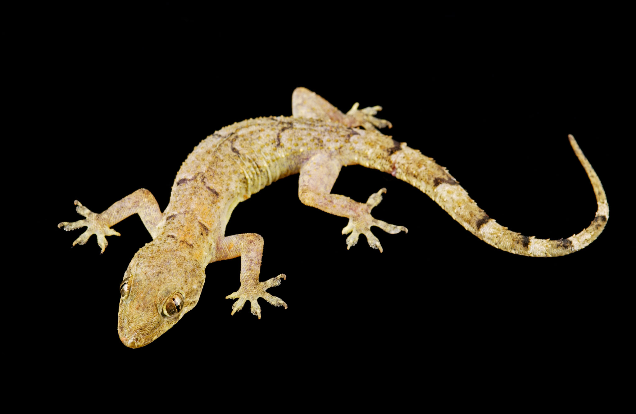 Geckos May Be Famously Sticky, but Here's What Stumps Them