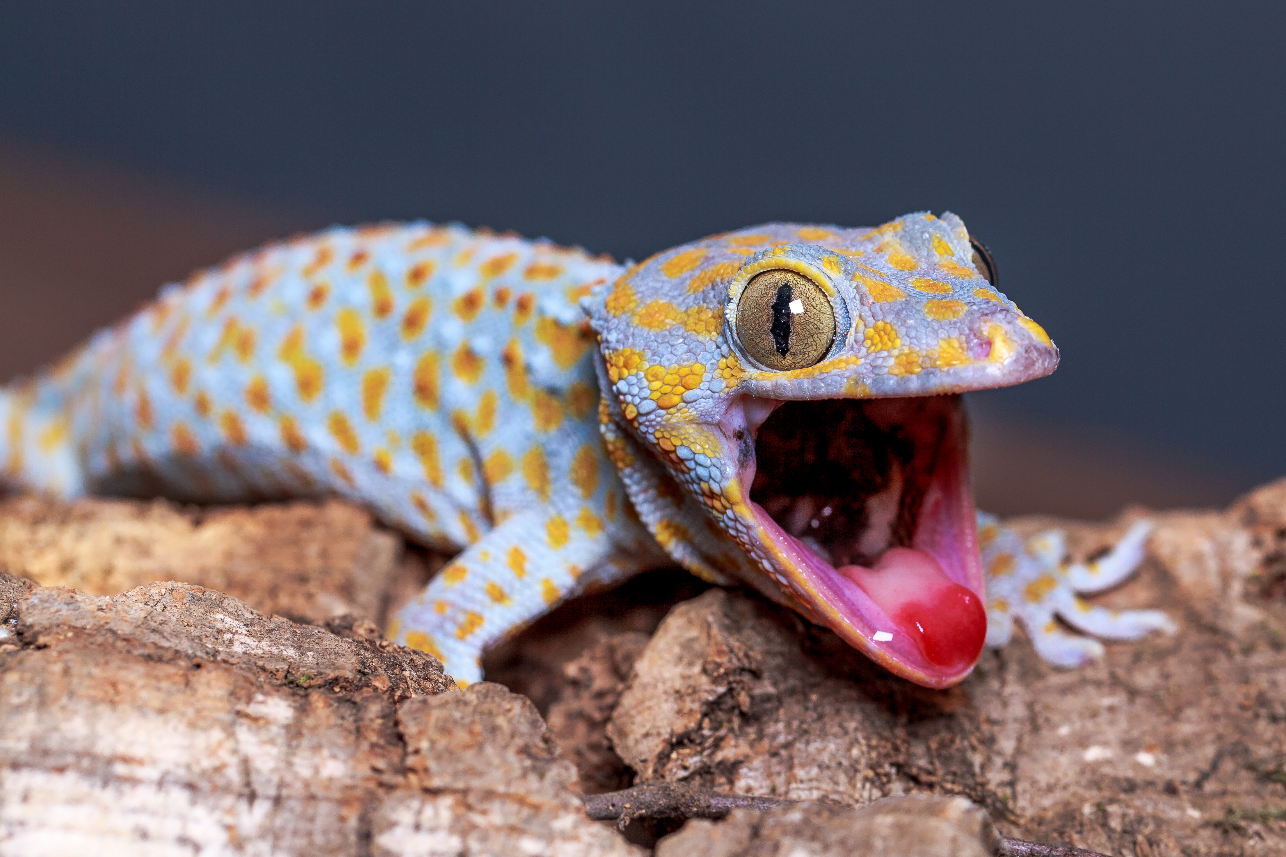 Pupil enables clear vision in extreme light conditions : Tokay Gecko ...
