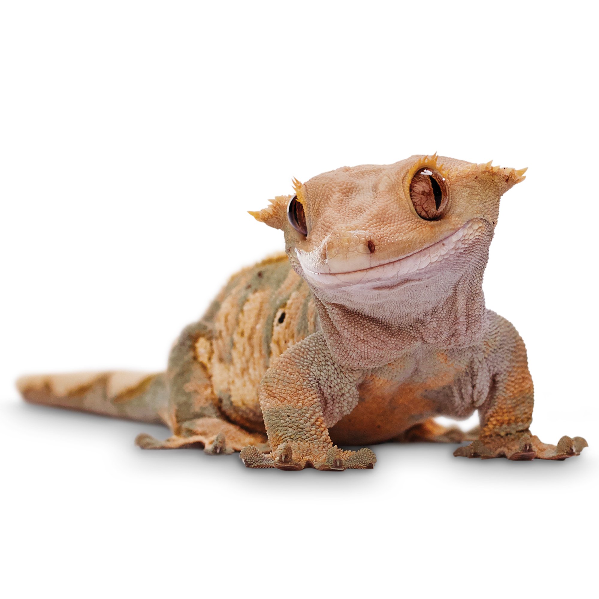 Crested Gecko | Petco