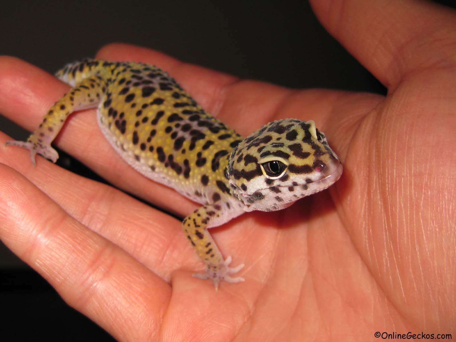 Best Reptile Pets For Handling - Beginner Pet Lizards - Leopard ...