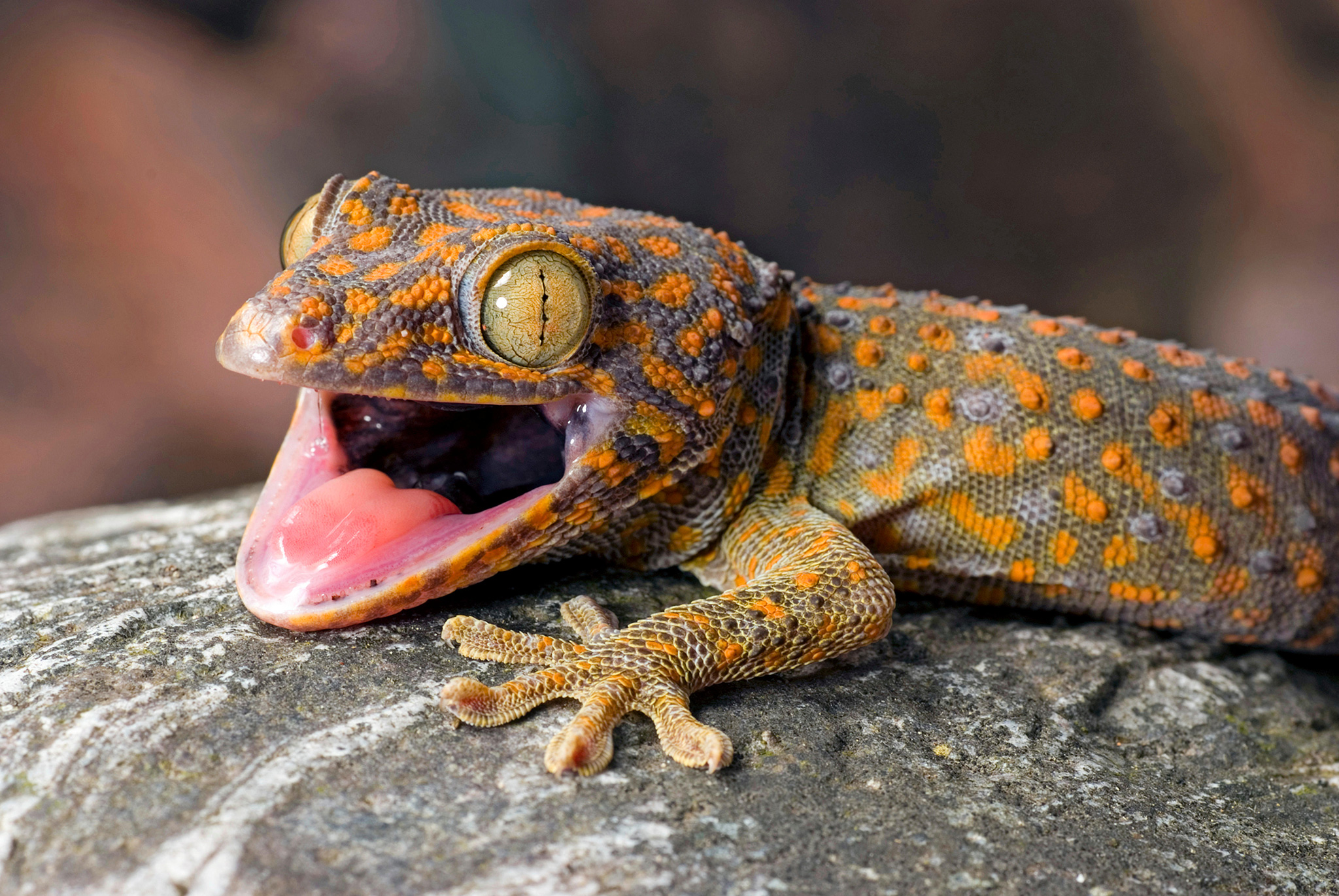 How the International Trade in Geckos Is a Scam