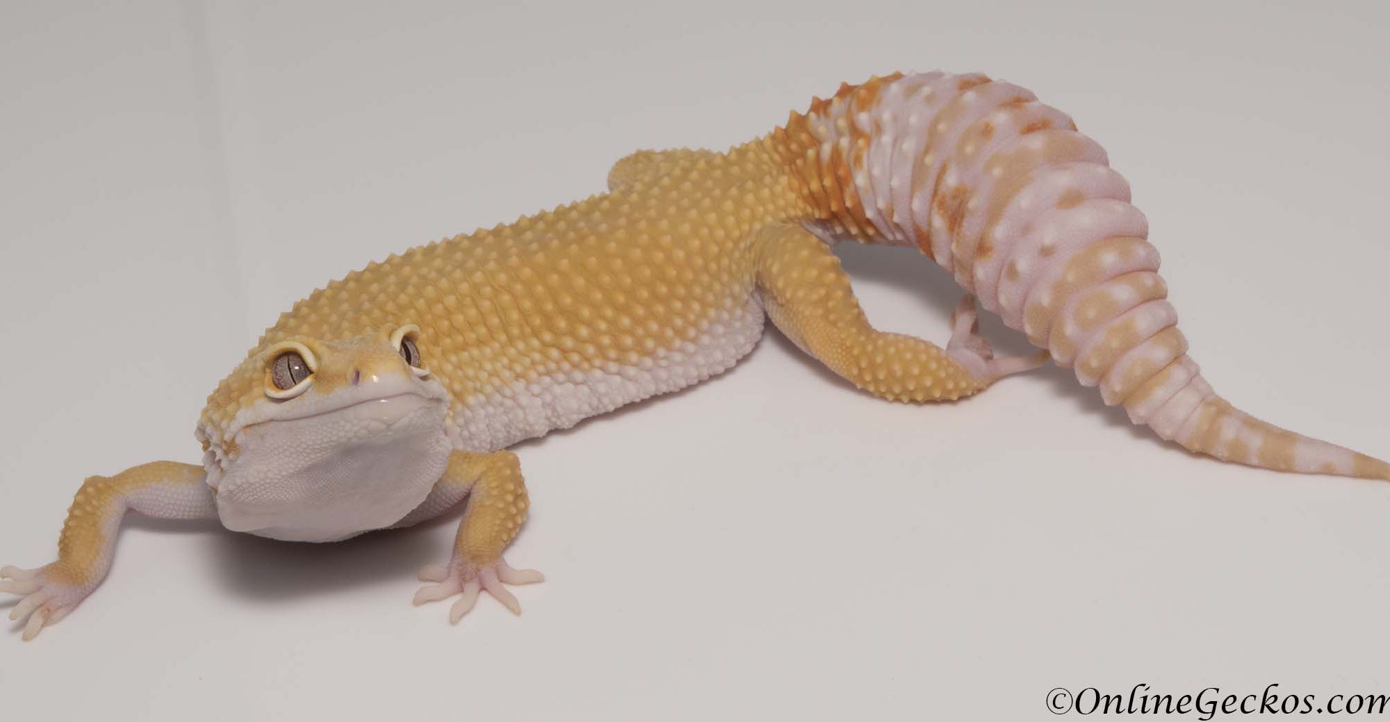 Leopard Gecko Tail Waving Behavior - Defensive Posture ...