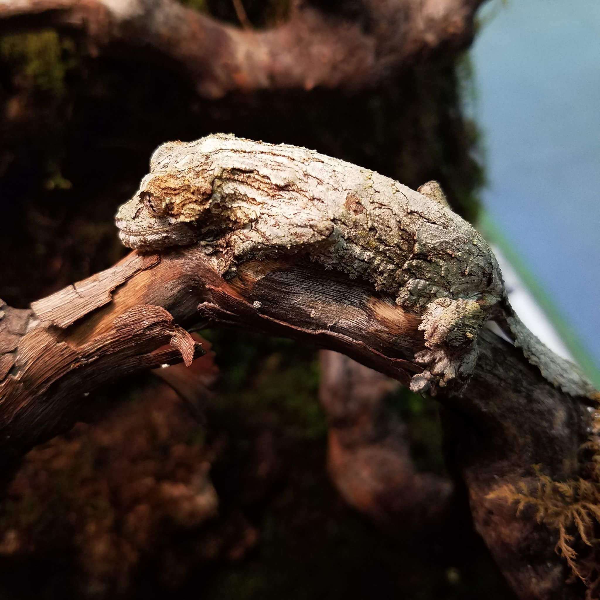 Leaf-Tailed Gecko: Adaptation At Its Finest | Philadelphia Insectarium