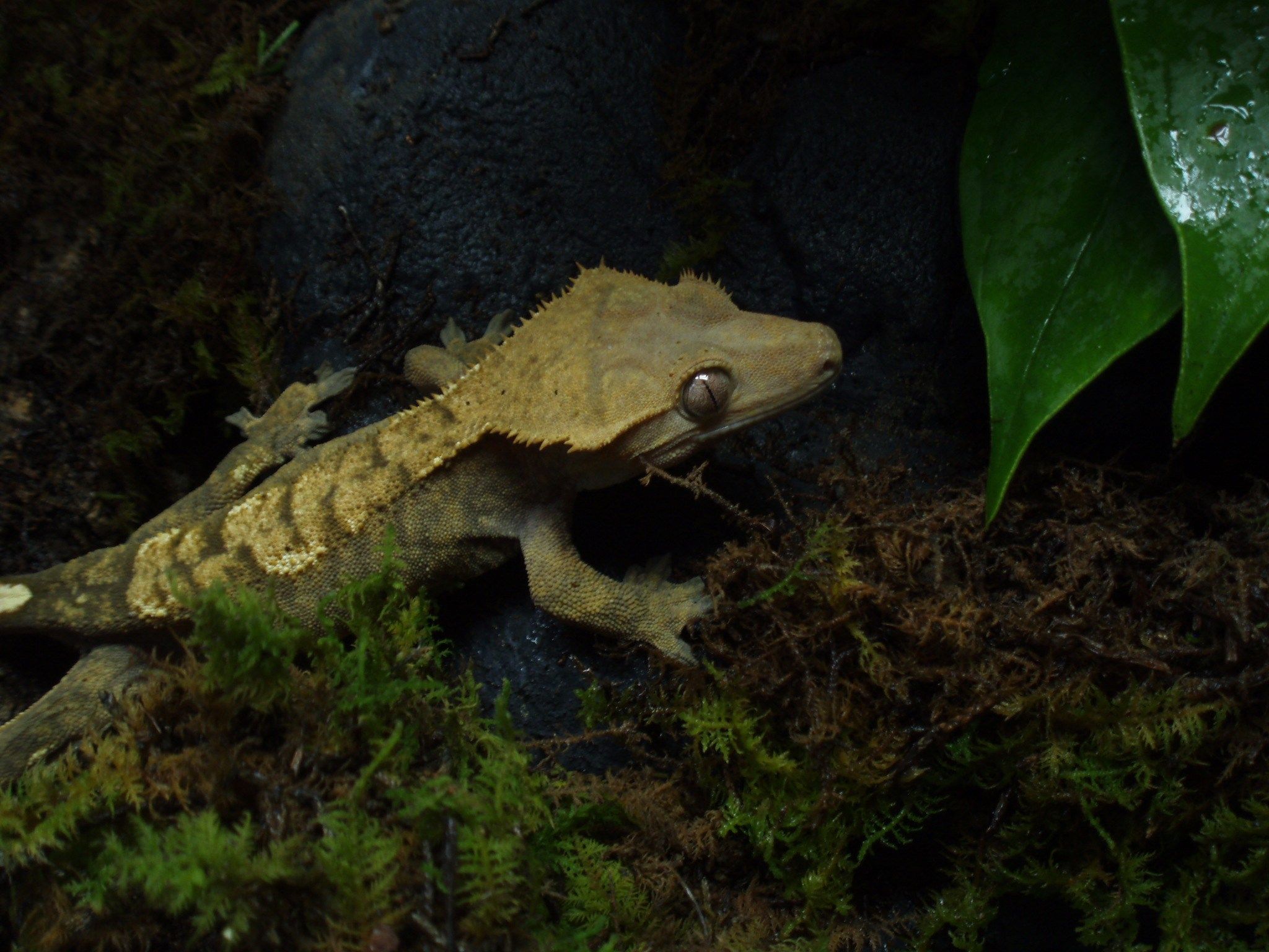 How to Build a Crested Gecko Vivarium | Gecko vivarium, Geckos and ...