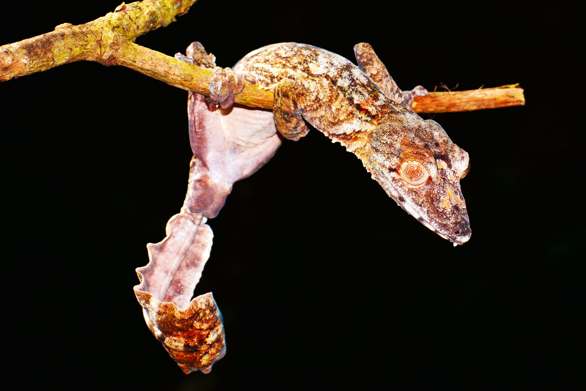The Astonishing Gecko That Looks Just Like a Tree | WIRED